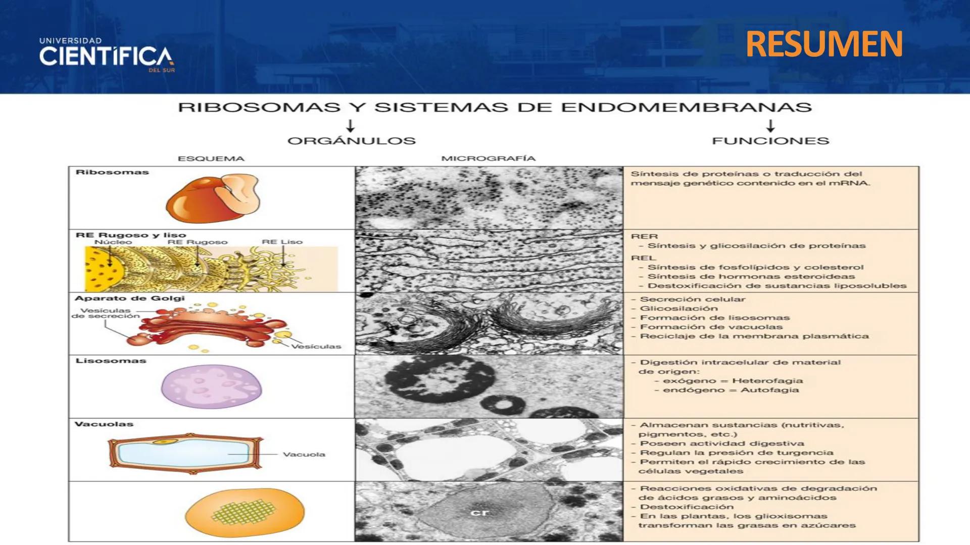 UNIVERSIDAD
CIENTÍFICA
DEL SUR
MEJORAS TÚ, MEJORA EL MUNDO.
CITOESQUELETO Y ORGANELAS I
BIOLOGÍA CELULAR Y MOLECULAR - SEMANA 05
Carrer