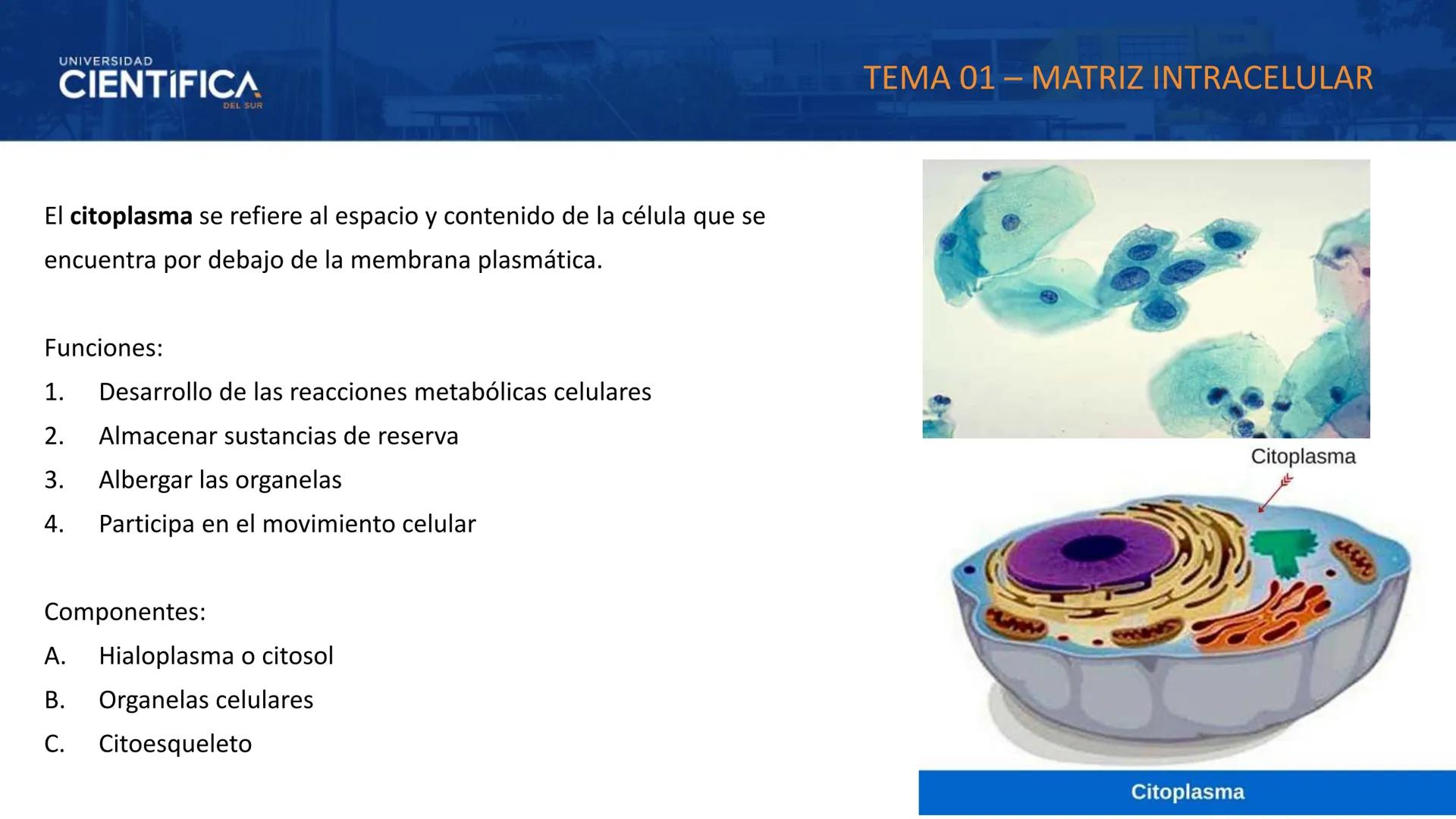 UNIVERSIDAD
CIENTÍFICA
DEL SUR
MEJORAS TÚ, MEJORA EL MUNDO.
CITOESQUELETO Y ORGANELAS I
BIOLOGÍA CELULAR Y MOLECULAR - SEMANA 05
Carrer