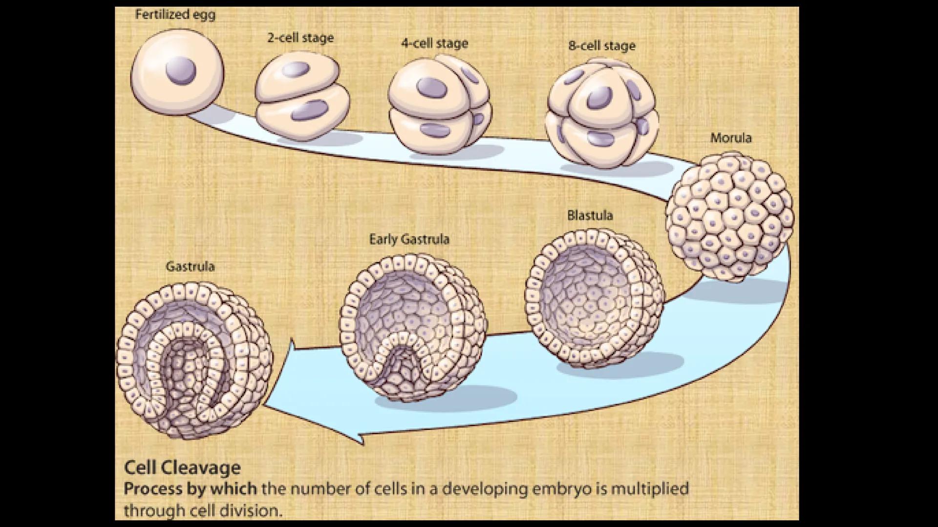 # Ceprebicentenario
Cap 1. Octubre 2025 - Ciclo intensivo - 01. Durante la fecundación, el momento en que el espermatozoide
logra atravesar