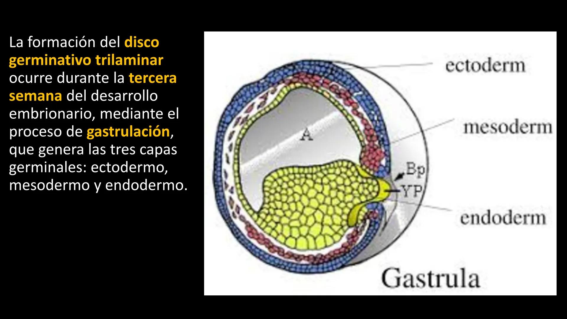 # Ceprebicentenario
Cap 1. Octubre 2025 - Ciclo intensivo - 01. Durante la fecundación, el momento en que el espermatozoide
logra atravesar
