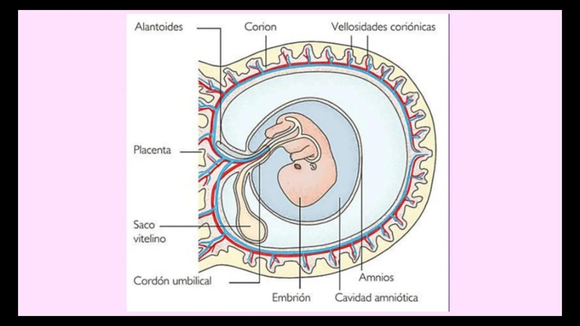 # Ceprebicentenario
Cap 1. Octubre 2025 - Ciclo intensivo - 01. Durante la fecundación, el momento en que el espermatozoide
logra atravesar