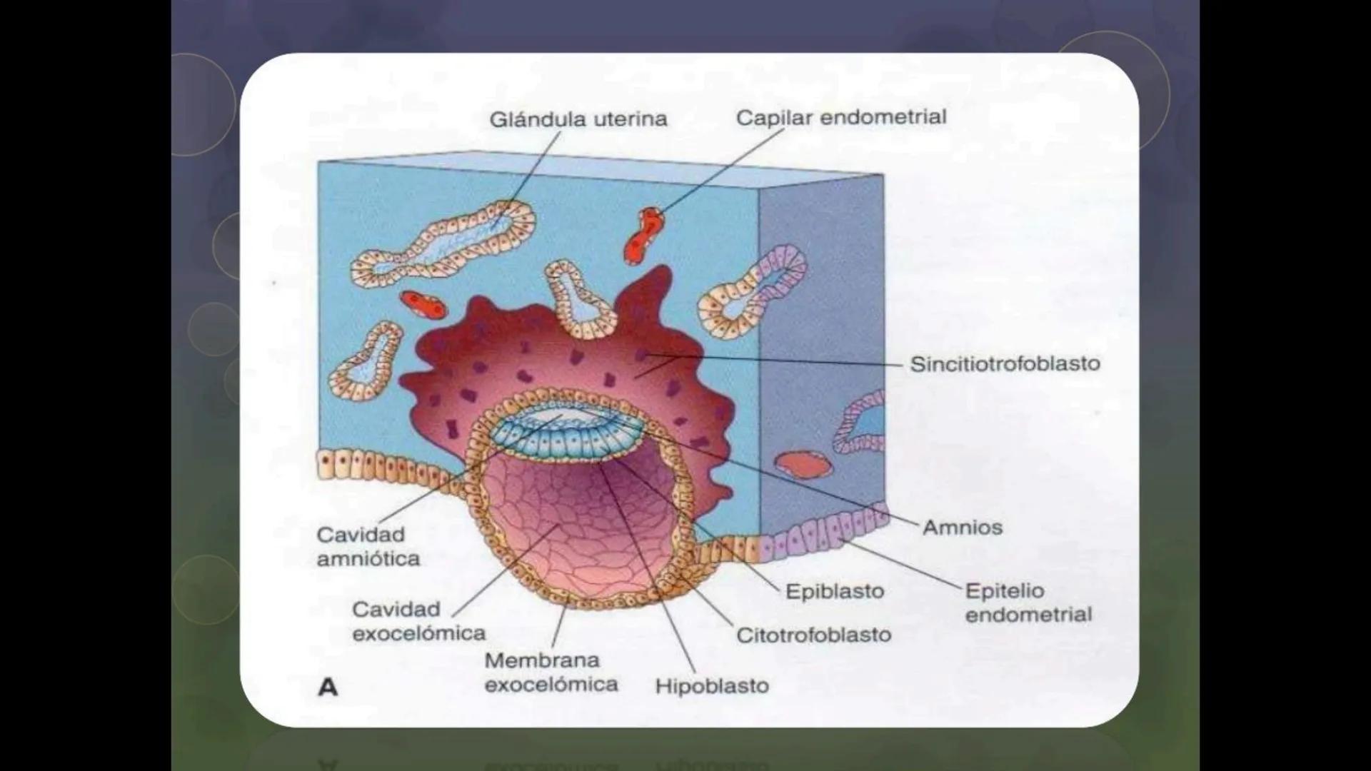 # Ceprebicentenario
Cap 1. Octubre 2025 - Ciclo intensivo - 01. Durante la fecundación, el momento en que el espermatozoide
logra atravesar