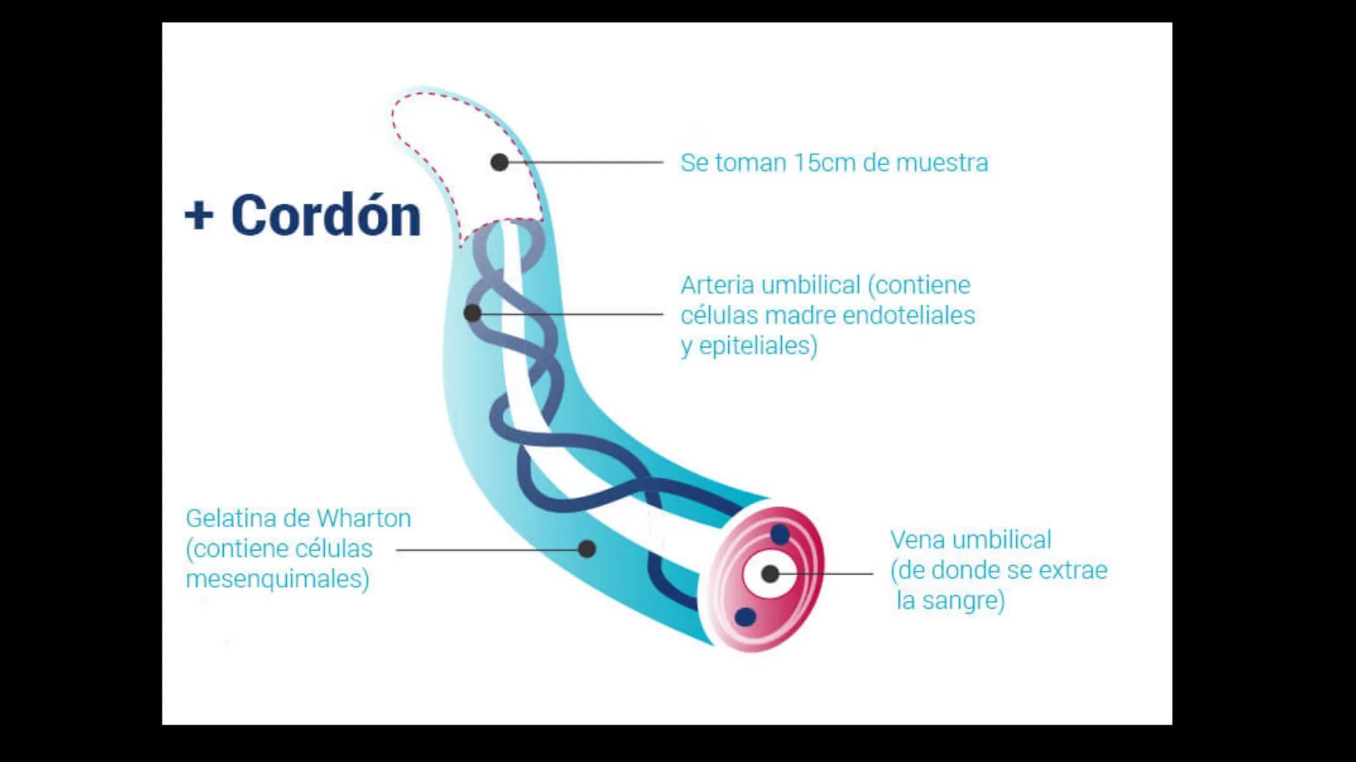 # Ceprebicentenario
Cap 1. Octubre 2025 - Ciclo intensivo - 01. Durante la fecundación, el momento en que el espermatozoide
logra atravesar