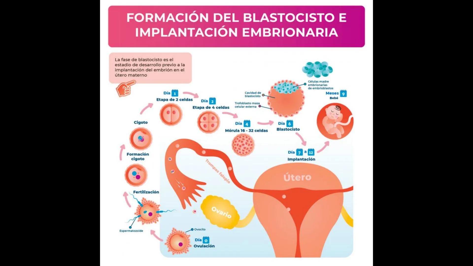 # Ceprebicentenario
Cap 1. Octubre 2025 - Ciclo intensivo - 01. Durante la fecundación, el momento en que el espermatozoide
logra atravesar