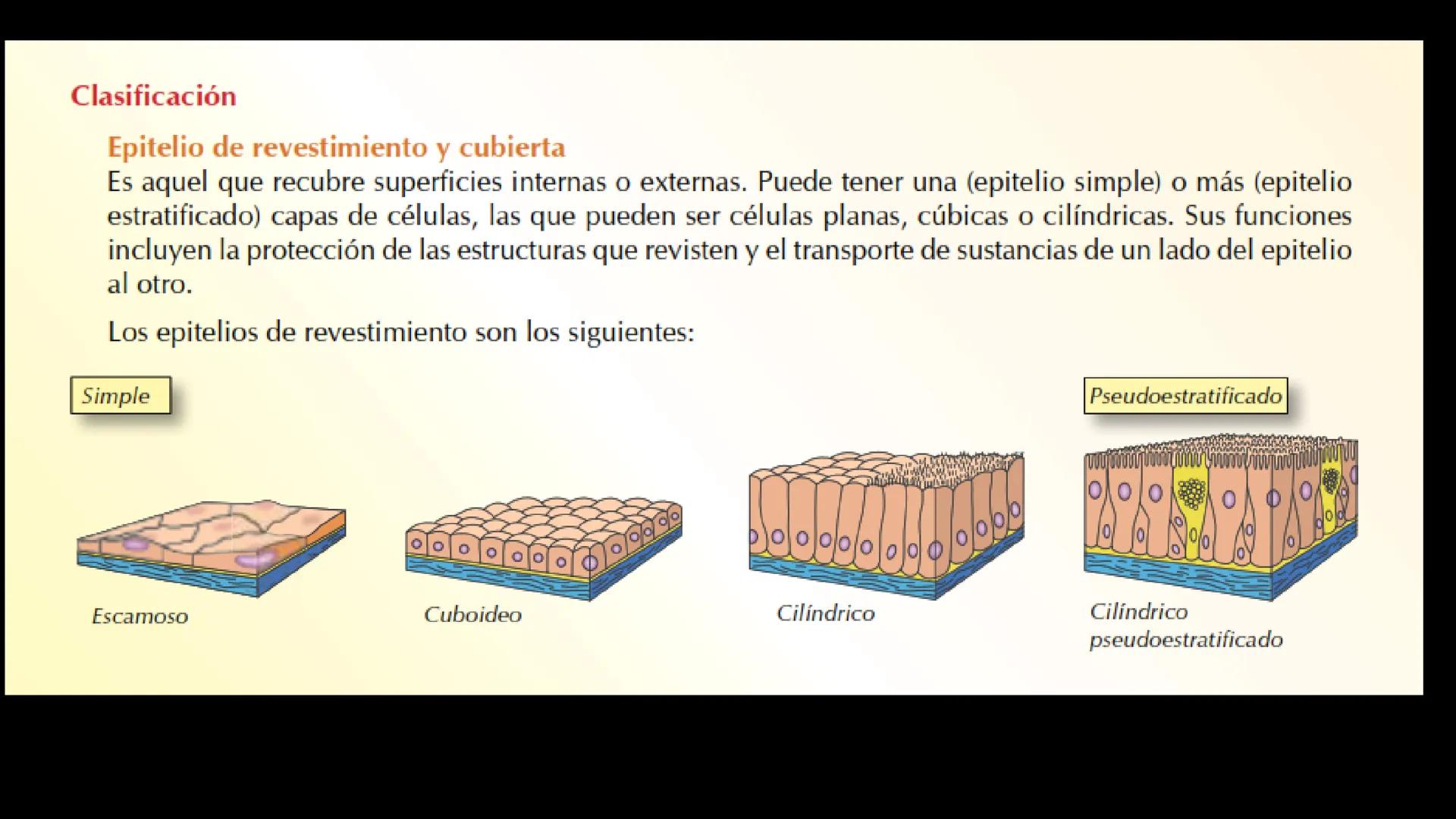 # Ceprebicentenario
Cap 1. Octubre 2025 - Ciclo intensivo - 01. Durante la fecundación, el momento en que el espermatozoide
logra atravesar
