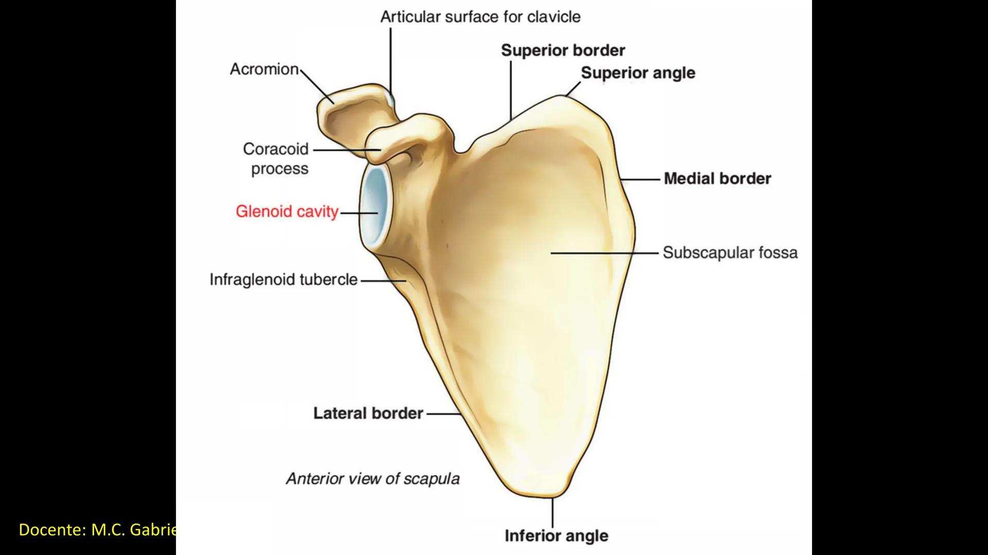 Ceprebicentenario
Cap 2. Octubre 2025 - Ciclo intensivo
Docente: M.C. Gabriel Del castillo S. • 01. El esqueleto axial incluye estructuras
