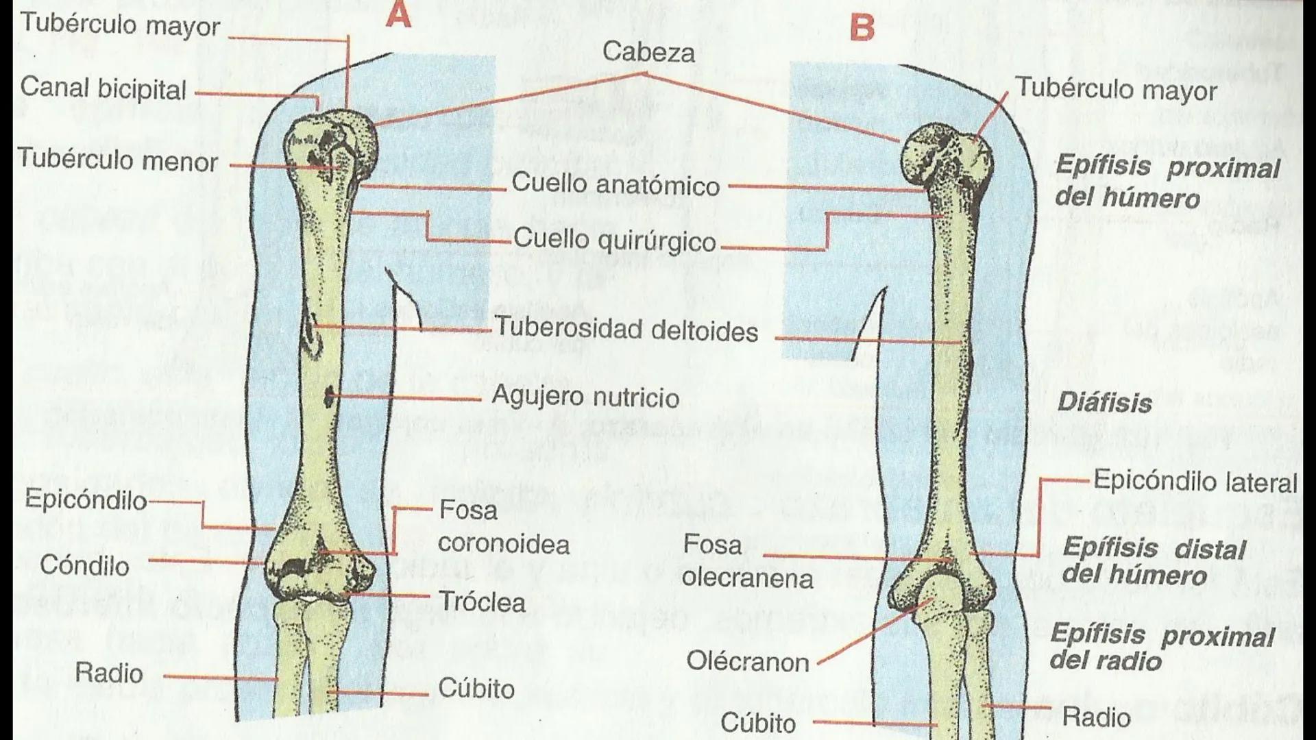 Ceprebicentenario
Cap 2. Octubre 2025 - Ciclo intensivo
Docente: M.C. Gabriel Del castillo S. • 01. El esqueleto axial incluye estructuras