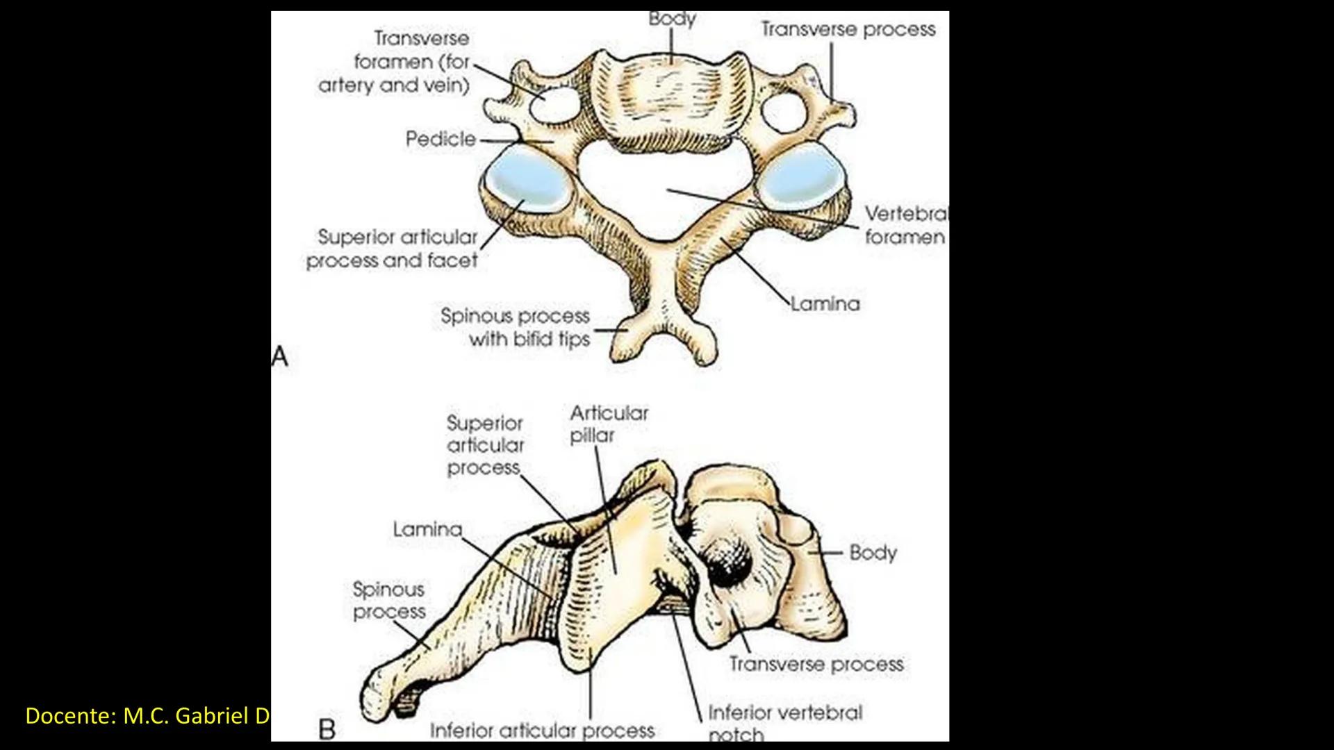 Ceprebicentenario
Cap 2. Octubre 2025 - Ciclo intensivo
Docente: M.C. Gabriel Del castillo S. • 01. El esqueleto axial incluye estructuras