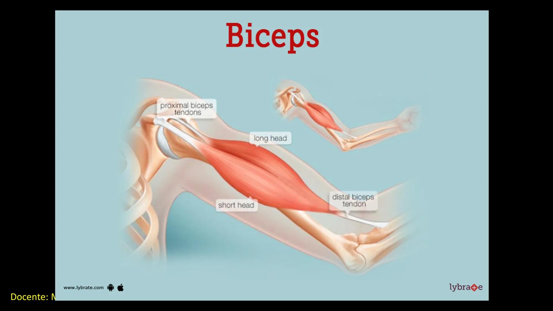 Ceprebicentenario
Cap 2. Octubre 2025 - Ciclo intensivo
Docente: M.C. Gabriel Del castillo S. • 01. El esqueleto axial incluye estructuras