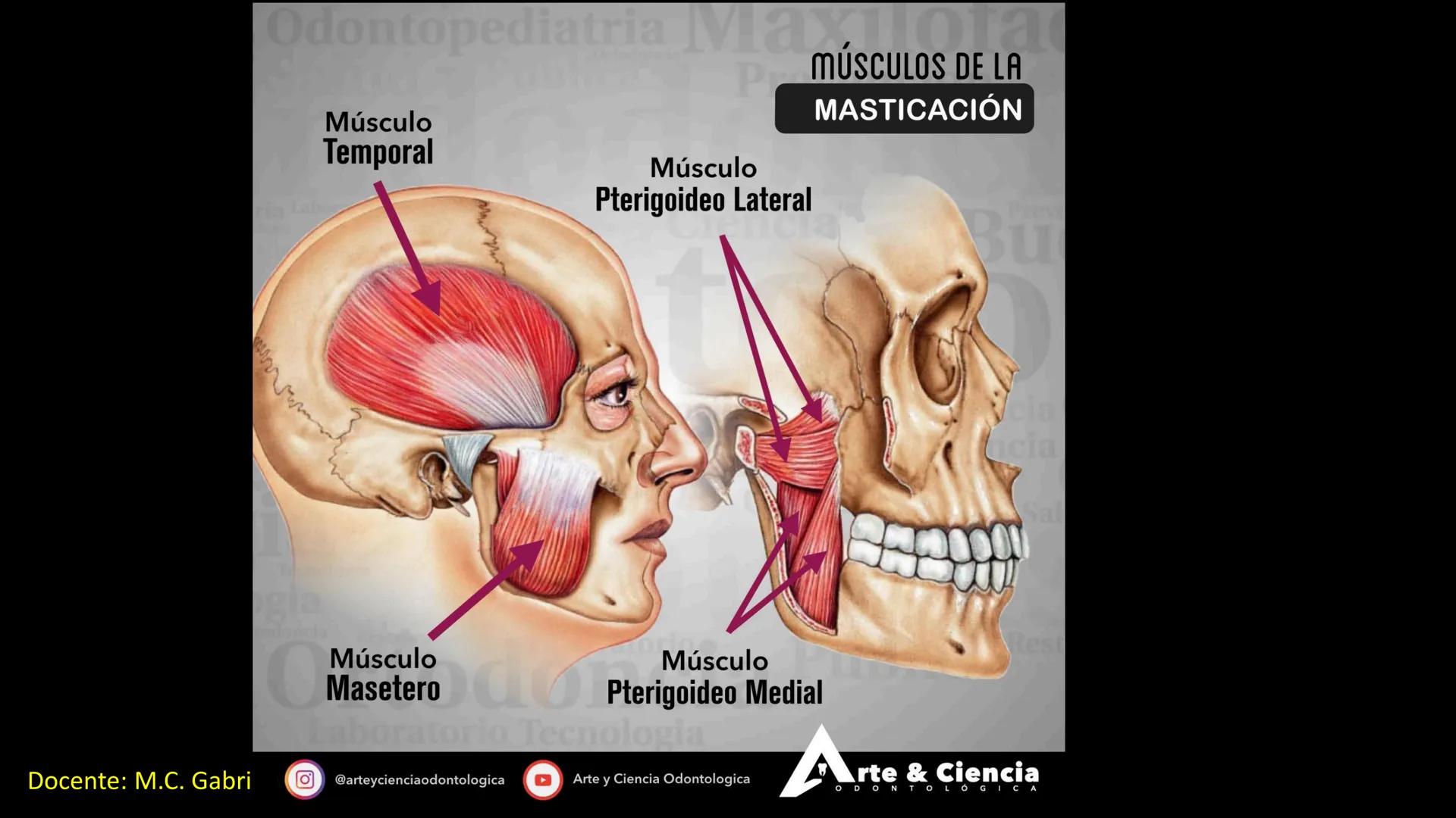 Ceprebicentenario
Cap 2. Octubre 2025 - Ciclo intensivo
Docente: M.C. Gabriel Del castillo S. • 01. El esqueleto axial incluye estructuras