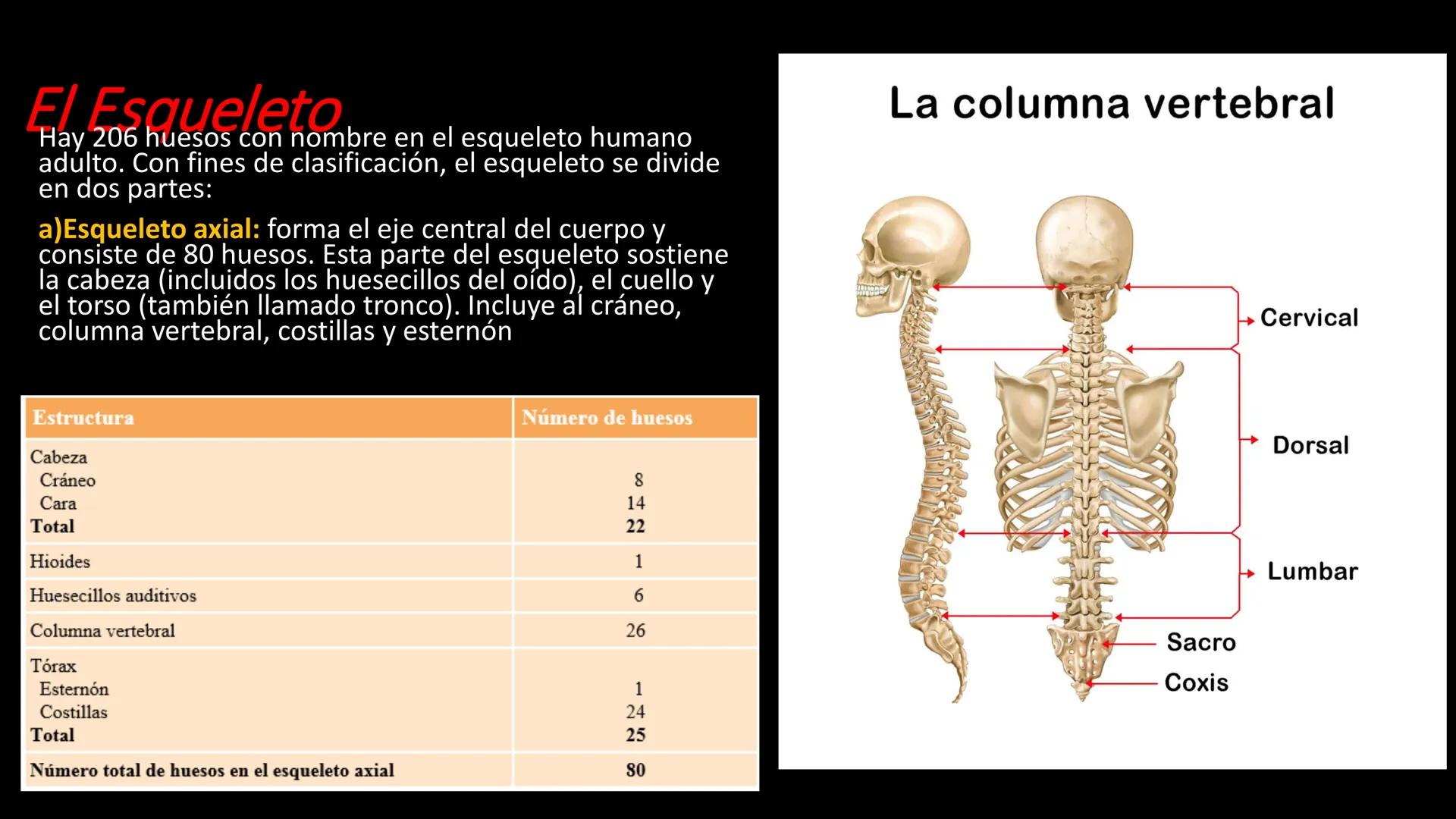 Ceprebicentenario
Cap 2. Octubre 2025 - Ciclo intensivo
Docente: M.C. Gabriel Del castillo S. • 01. El esqueleto axial incluye estructuras