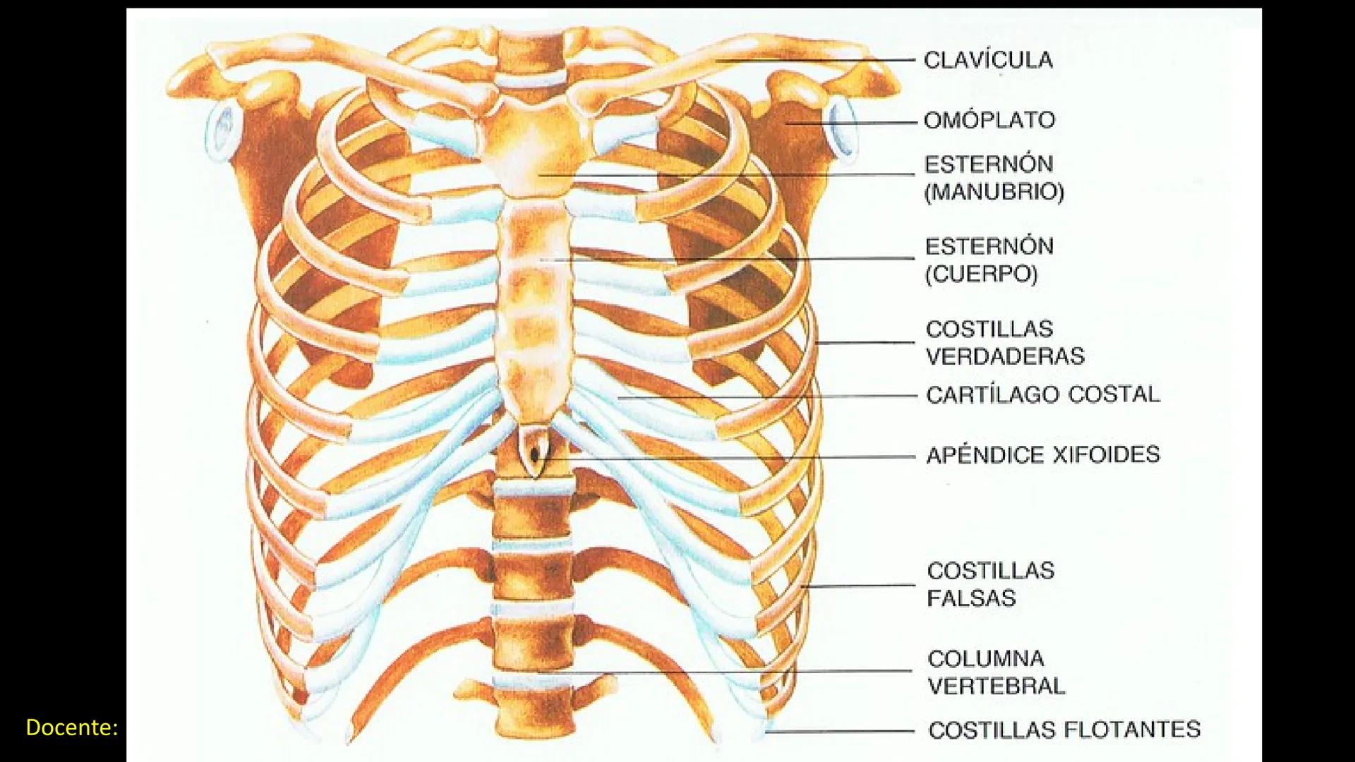 Ceprebicentenario
Cap 2. Octubre 2025 - Ciclo intensivo
Docente: M.C. Gabriel Del castillo S. • 01. El esqueleto axial incluye estructuras