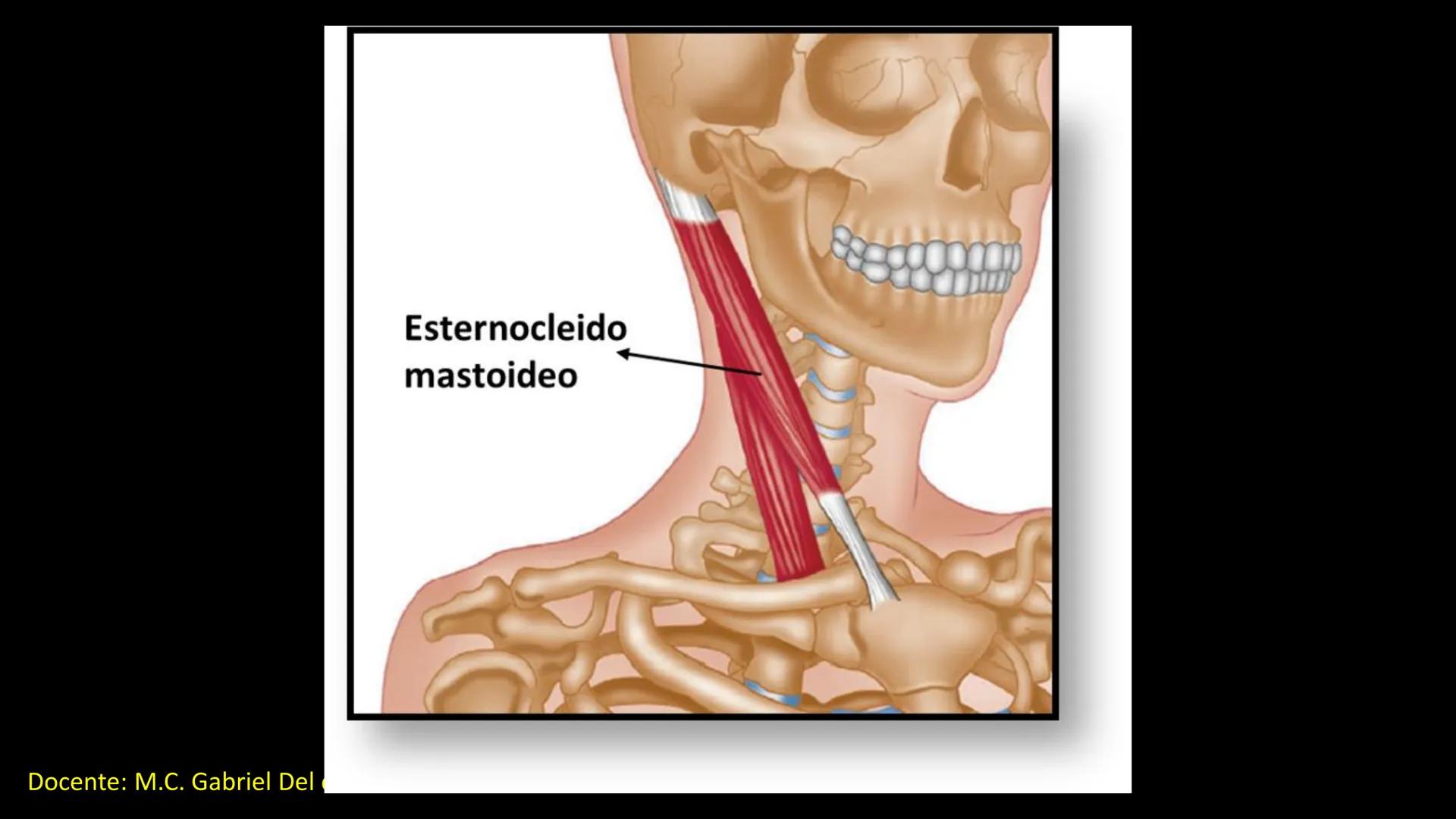 Ceprebicentenario
Cap 2. Octubre 2025 - Ciclo intensivo
Docente: M.C. Gabriel Del castillo S. • 01. El esqueleto axial incluye estructuras