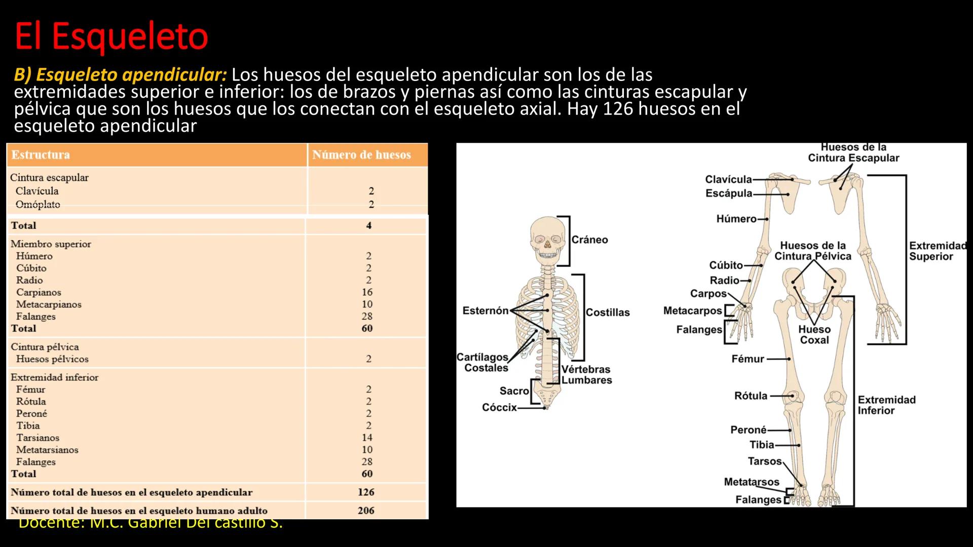 Ceprebicentenario
Cap 2. Octubre 2025 - Ciclo intensivo
Docente: M.C. Gabriel Del castillo S. • 01. El esqueleto axial incluye estructuras