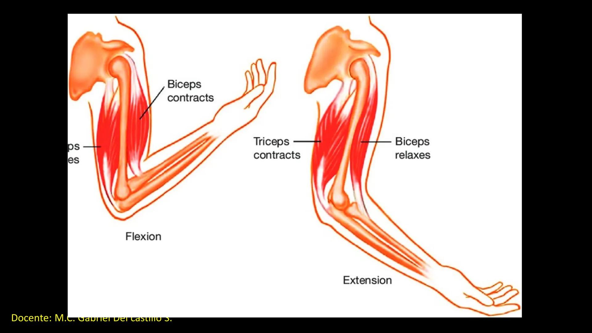 Ceprebicentenario
Cap 2. Octubre 2025 - Ciclo intensivo
Docente: M.C. Gabriel Del castillo S. • 01. El esqueleto axial incluye estructuras