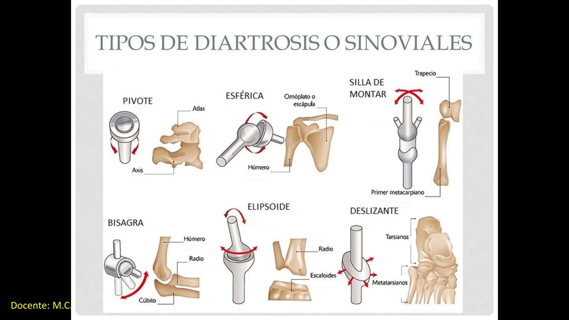 Ceprebicentenario
Cap 2. Octubre 2025 - Ciclo intensivo
Docente: M.C. Gabriel Del castillo S. • 01. El esqueleto axial incluye estructuras