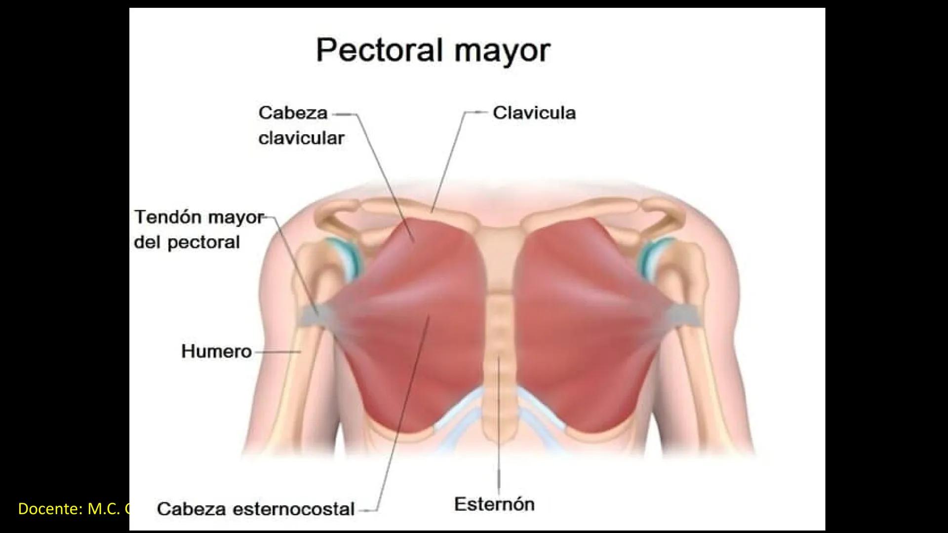 Ceprebicentenario
Cap 2. Octubre 2025 - Ciclo intensivo
Docente: M.C. Gabriel Del castillo S. • 01. El esqueleto axial incluye estructuras