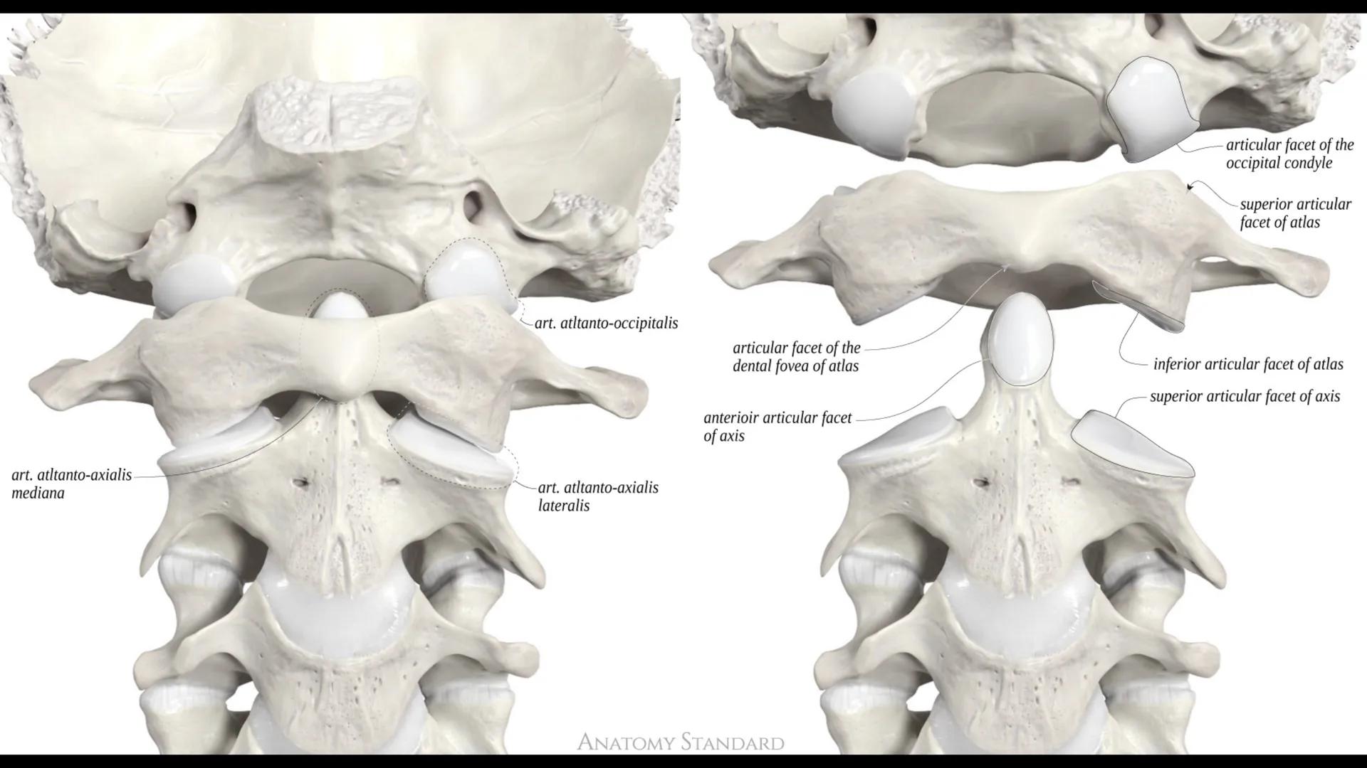 Ceprebicentenario
Cap 2. Octubre 2025 - Ciclo intensivo
Docente: M.C. Gabriel Del castillo S. • 01. El esqueleto axial incluye estructuras