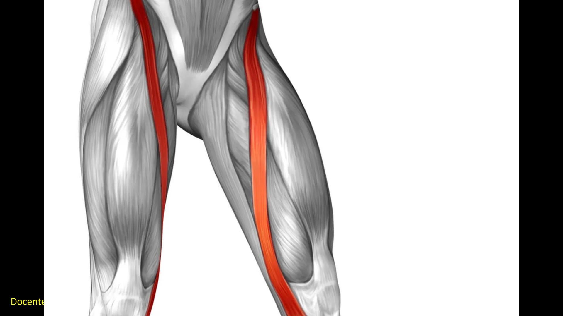 Ceprebicentenario
Cap 2. Octubre 2025 - Ciclo intensivo
Docente: M.C. Gabriel Del castillo S. • 01. El esqueleto axial incluye estructuras