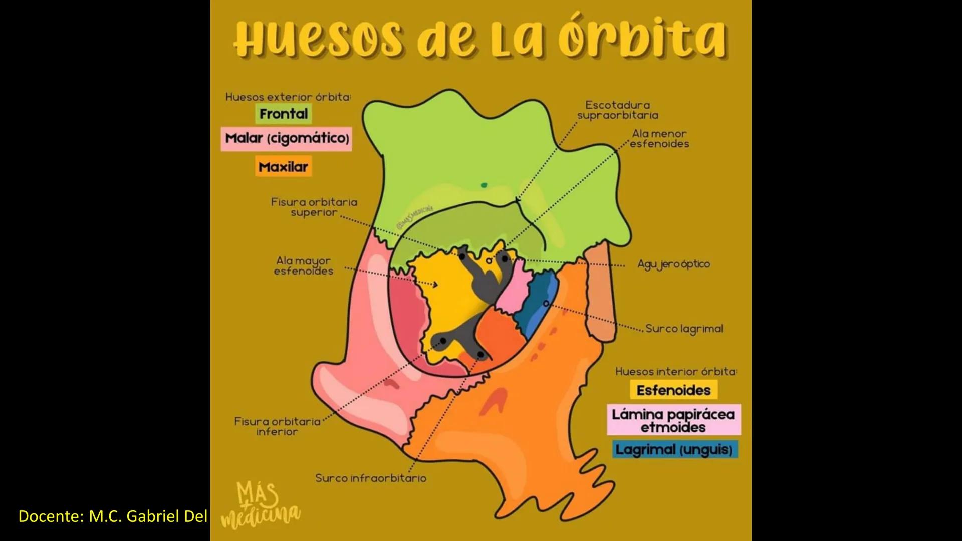 Ceprebicentenario
Cap 2. Octubre 2025 - Ciclo intensivo
Docente: M.C. Gabriel Del castillo S. • 01. El esqueleto axial incluye estructuras