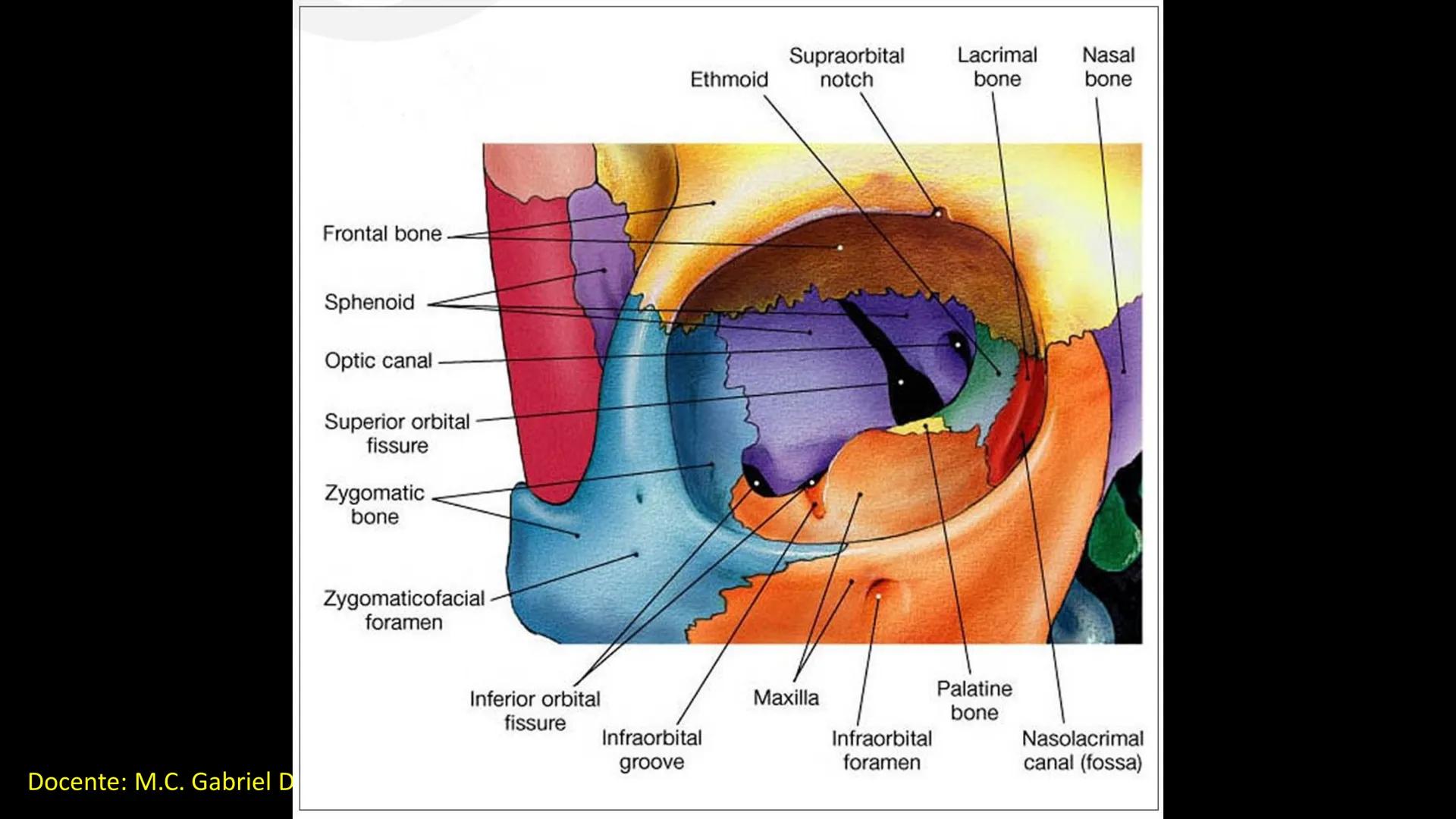 Ceprebicentenario
Cap 2. Octubre 2025 - Ciclo intensivo
Docente: M.C. Gabriel Del castillo S. • 01. El esqueleto axial incluye estructuras