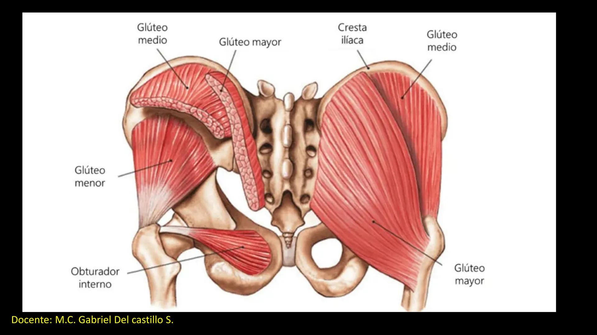 Ceprebicentenario
Cap 2. Octubre 2025 - Ciclo intensivo
Docente: M.C. Gabriel Del castillo S. • 01. El esqueleto axial incluye estructuras