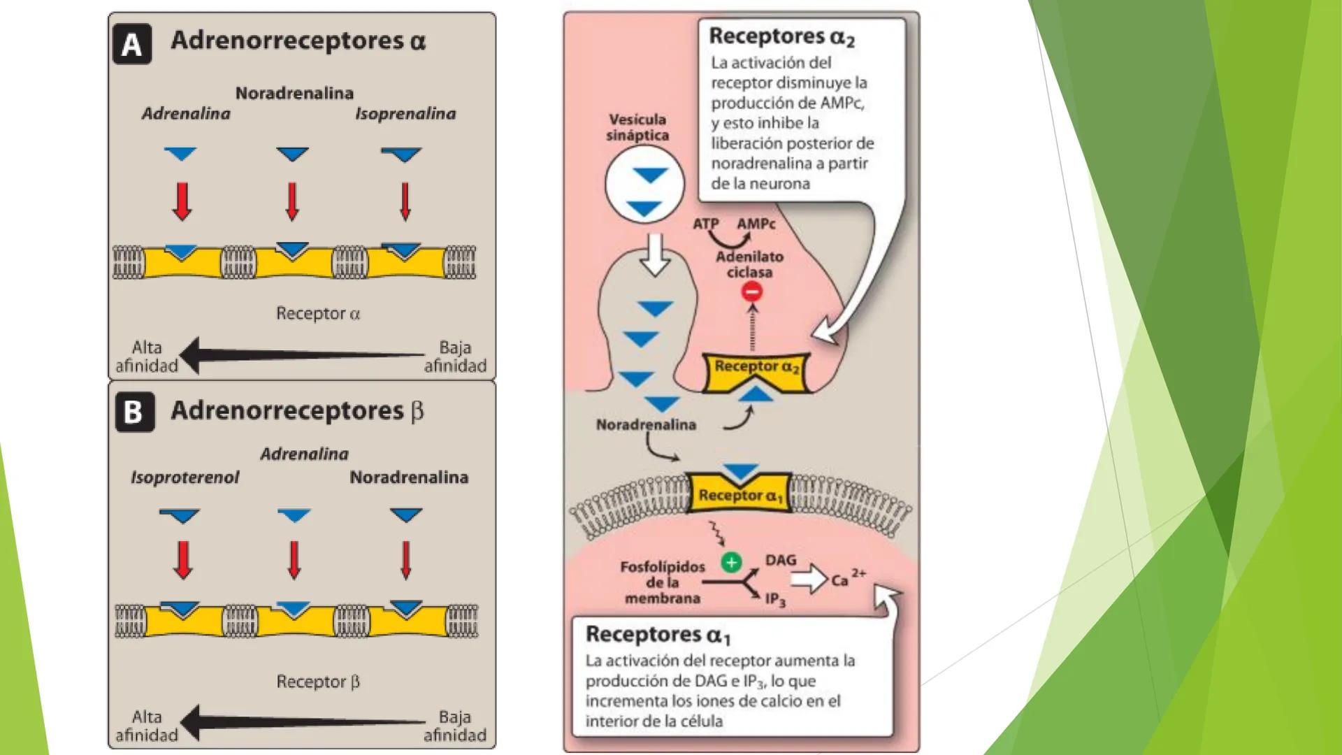 # Agonistas Adrenérgicos
Docente: Q.F Daniel Eduardo Juárez Rojas
Aplicación de las bases Farmacológicas de los medicamentos I # GENERALID