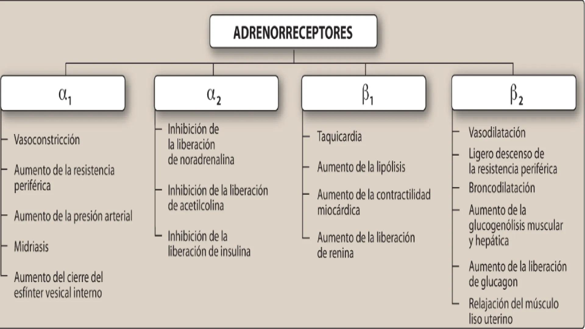 # Agonistas Adrenérgicos
Docente: Q.F Daniel Eduardo Juárez Rojas
Aplicación de las bases Farmacológicas de los medicamentos I # GENERALID