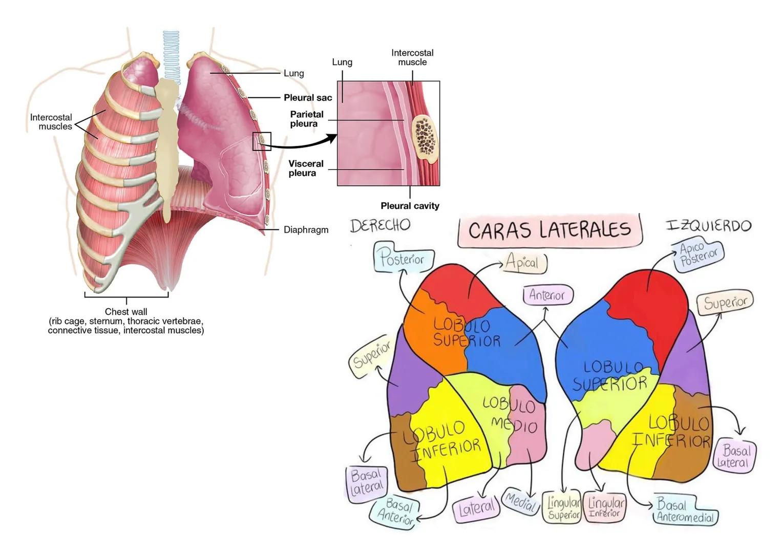 Intercostal
muscles
Lung
Lung
Intercostal
muscle
Pleural sac
Parietal
pleura
Visceral
pleura
Diaphragm
Pleural cavity
Chest wall
(rib cage,