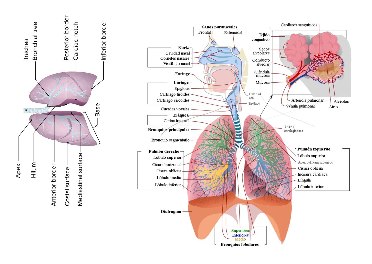 Intercostal
muscles
Lung
Lung
Intercostal
muscle
Pleural sac
Parietal
pleura
Visceral
pleura
Diaphragm
Pleural cavity
Chest wall
(rib cage,