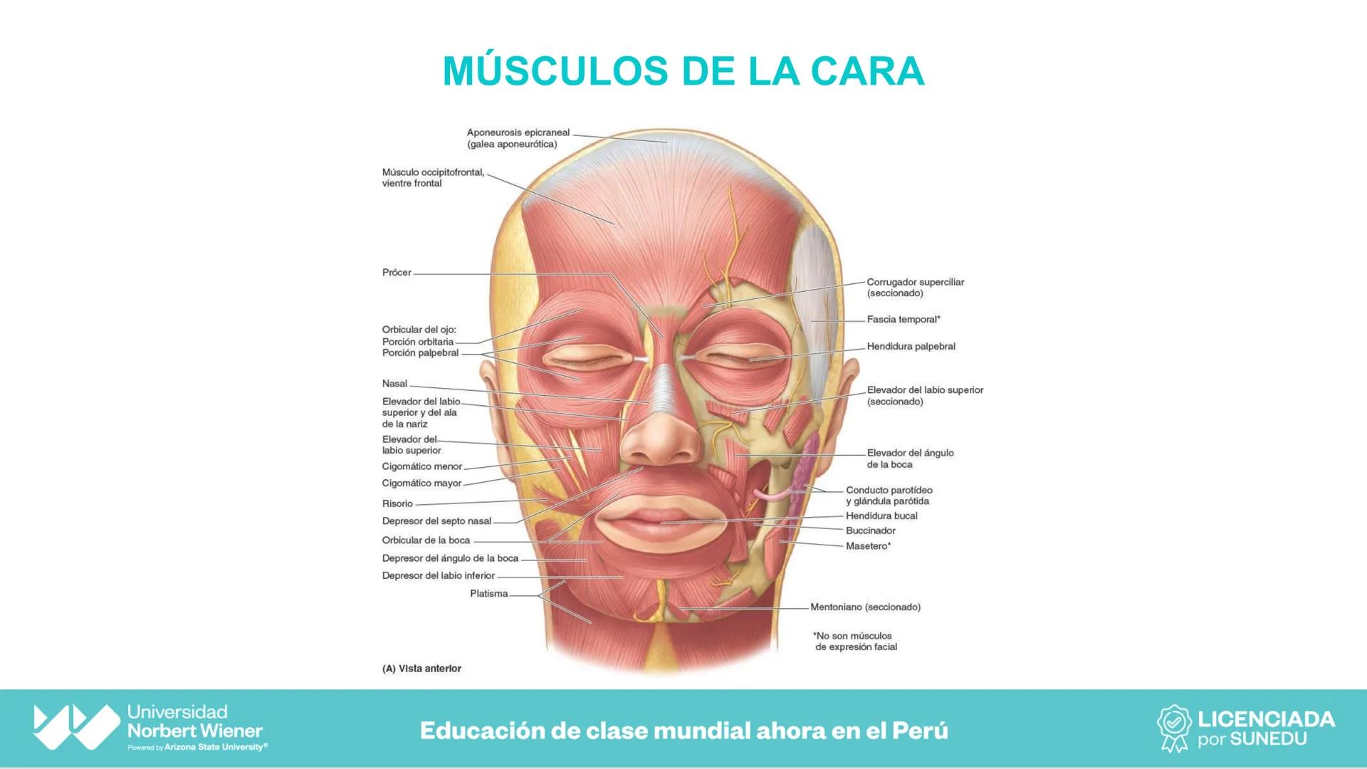 Universidad
Norbert Wiener
Powered by Arizona State University®
VERY GOOD
QS
¡Bienvenidos!
UNIDAD III - Fundamentos Integrados del Siste
