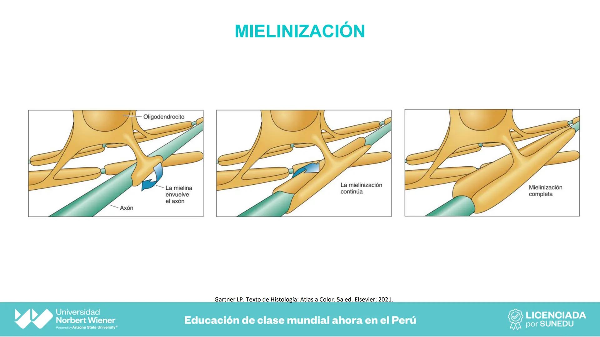 Universidad
Norbert Wiener
Powered by Arizona State University®
VERY GOOD
QS
¡Bienvenidos!
UNIDAD III - Fundamentos Integrados del Siste