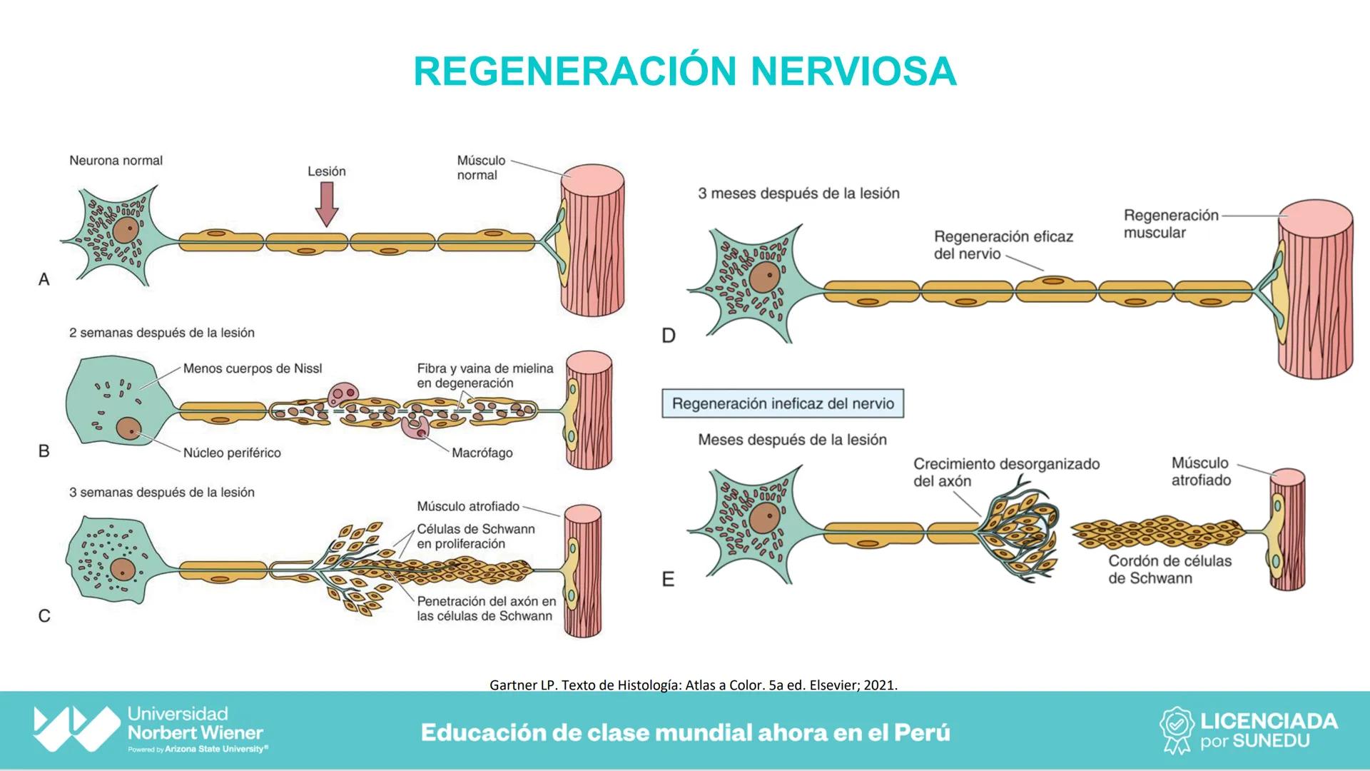 Universidad
Norbert Wiener
Powered by Arizona State University®
VERY GOOD
QS
¡Bienvenidos!
UNIDAD III - Fundamentos Integrados del Siste