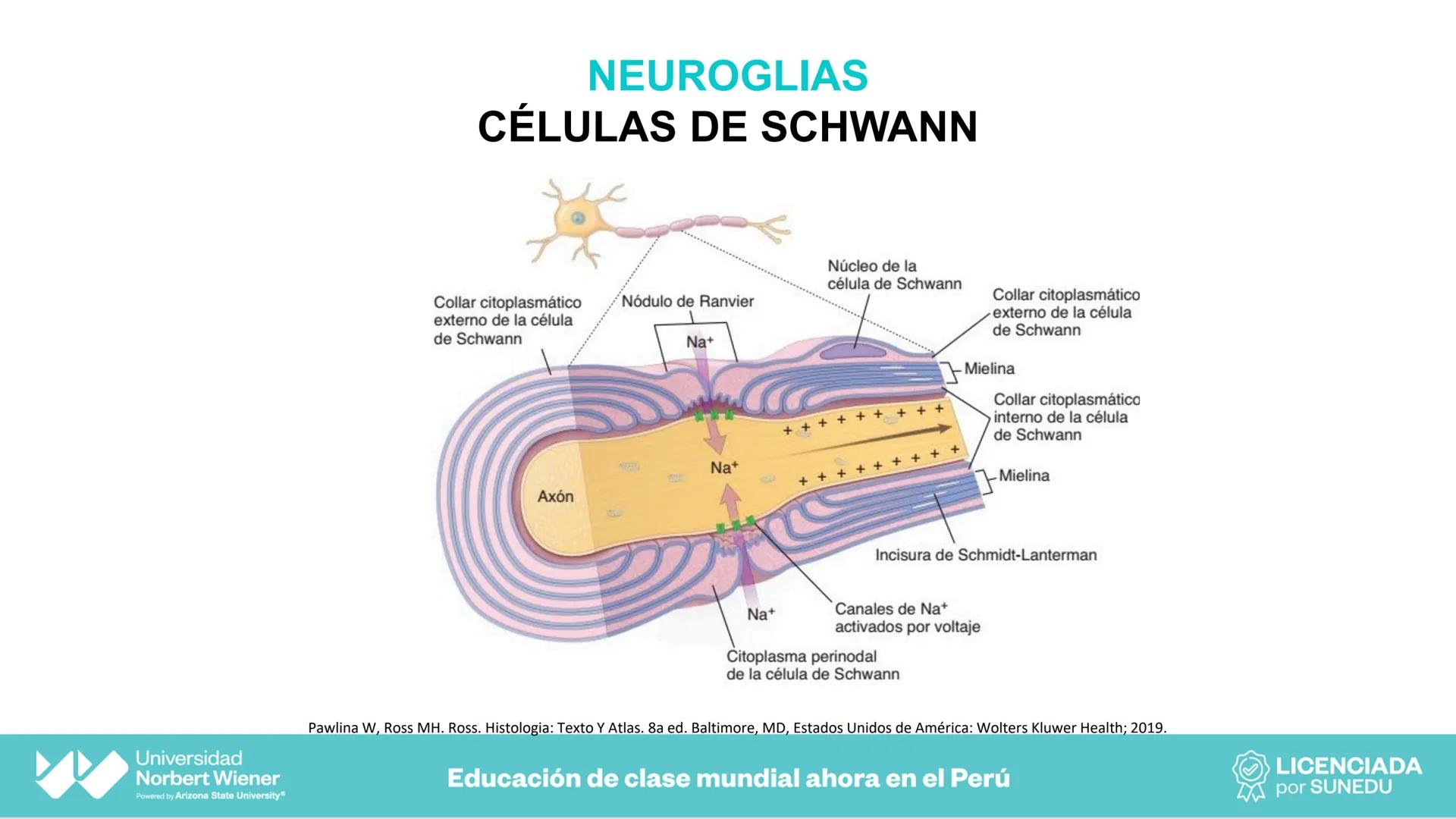 Universidad
Norbert Wiener
Powered by Arizona State University®
VERY GOOD
QS
¡Bienvenidos!
UNIDAD III - Fundamentos Integrados del Siste