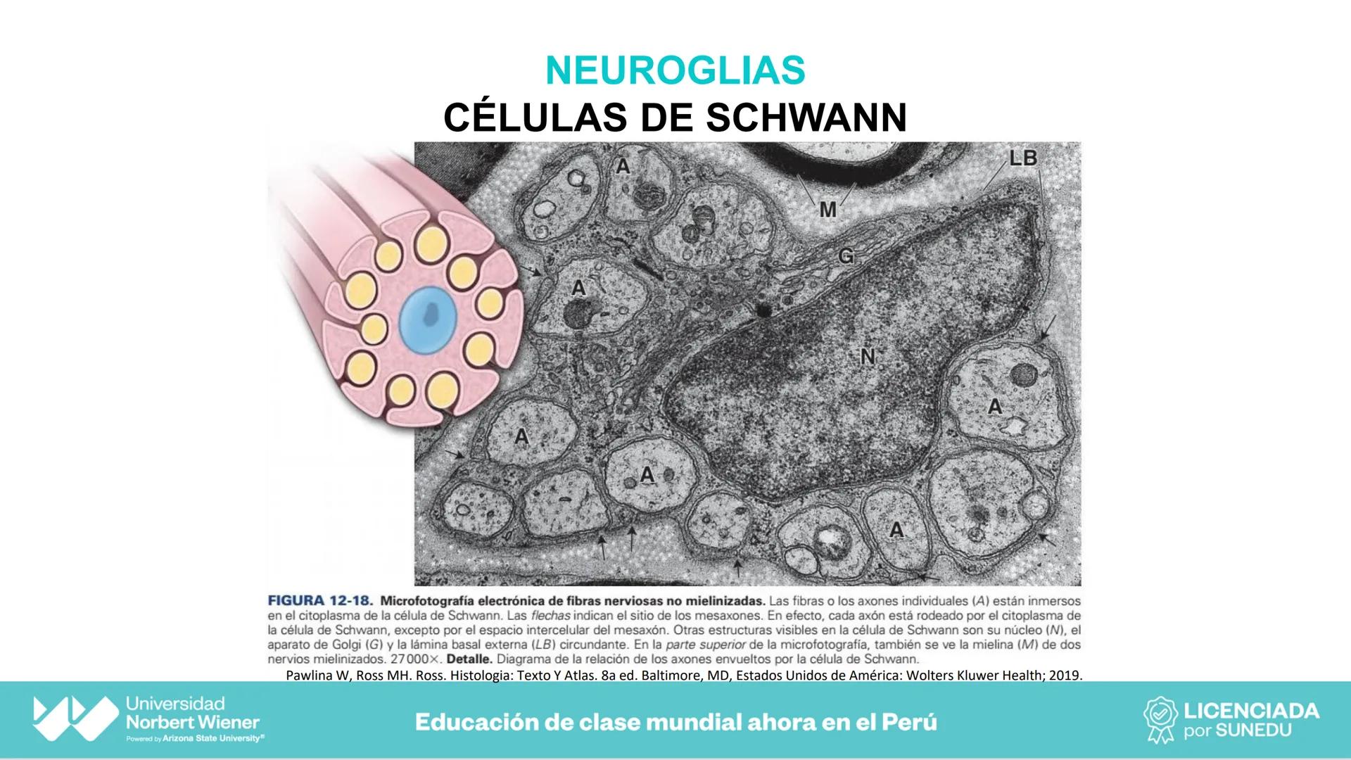 Universidad
Norbert Wiener
Powered by Arizona State University®
VERY GOOD
QS
¡Bienvenidos!
UNIDAD III - Fundamentos Integrados del Siste