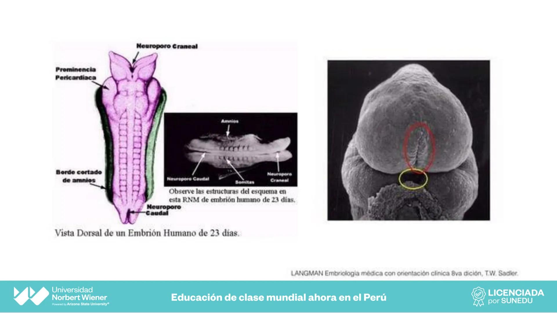 Universidad
Norbert Wiener
Powered by Arizona State University®
VERY GOOD
QS
¡Bienvenidos!
UNIDAD III - Fundamentos Integrados del Siste