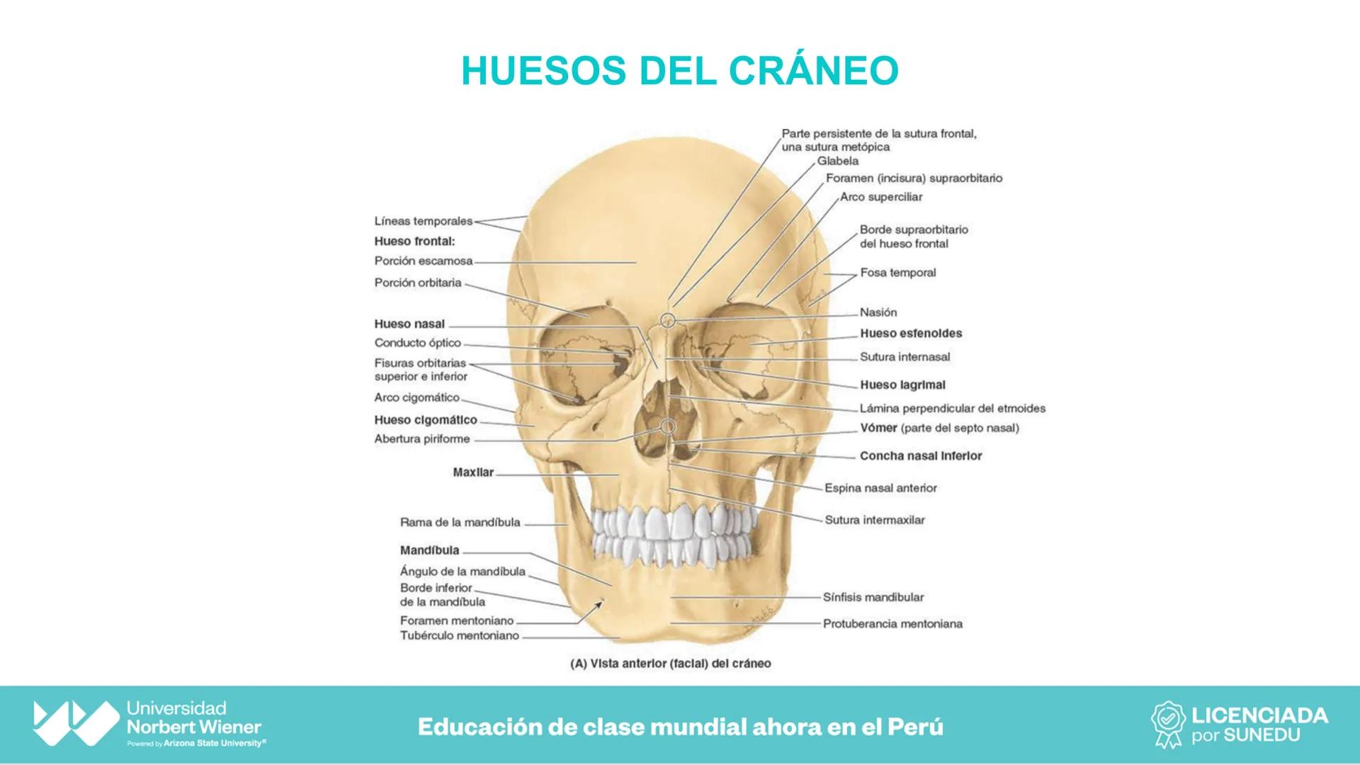 Universidad
Norbert Wiener
Powered by Arizona State University®
VERY GOOD
QS
¡Bienvenidos!
UNIDAD III - Fundamentos Integrados del Siste