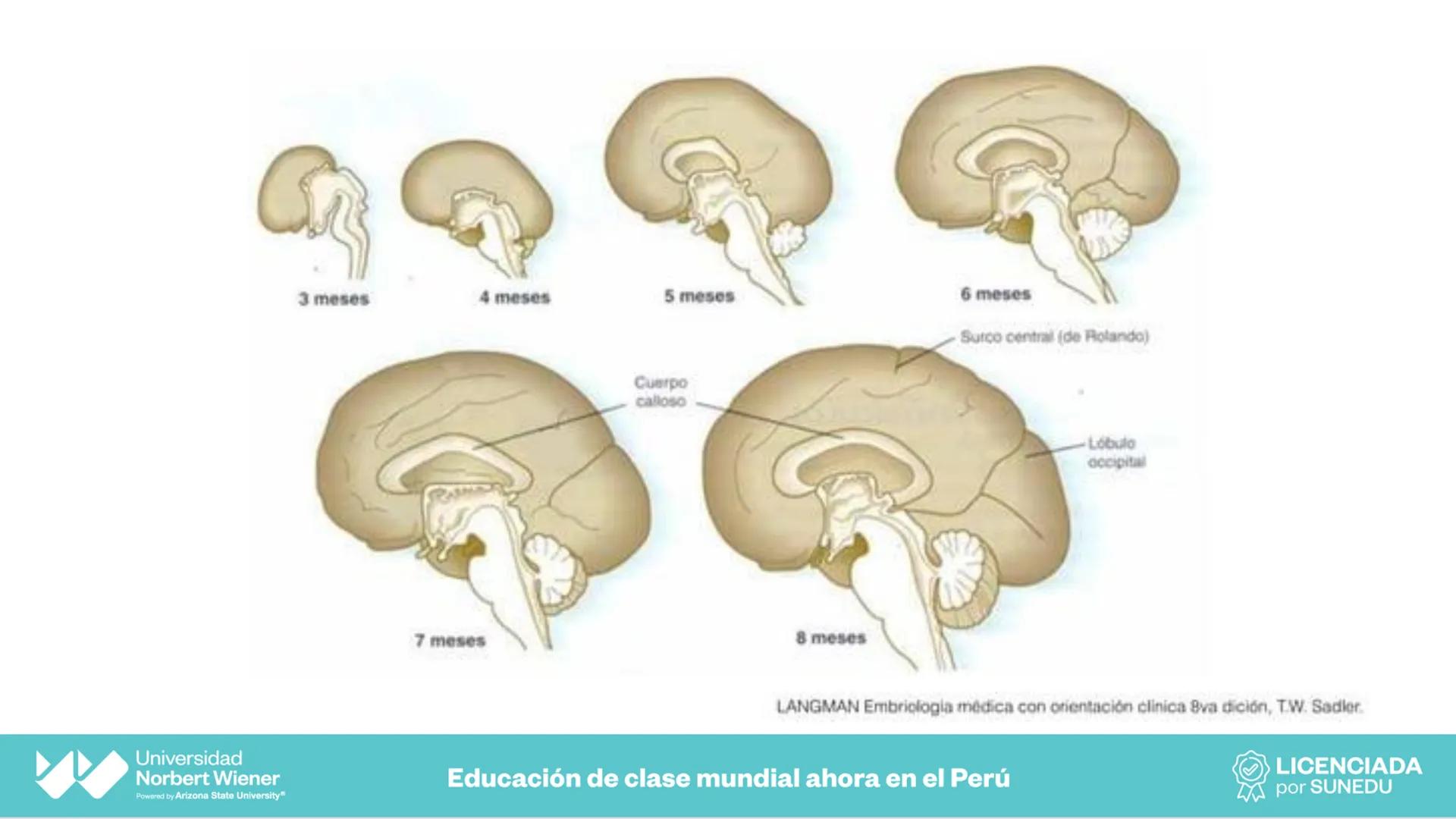 Universidad
Norbert Wiener
Powered by Arizona State University®
VERY GOOD
QS
¡Bienvenidos!
UNIDAD III - Fundamentos Integrados del Siste