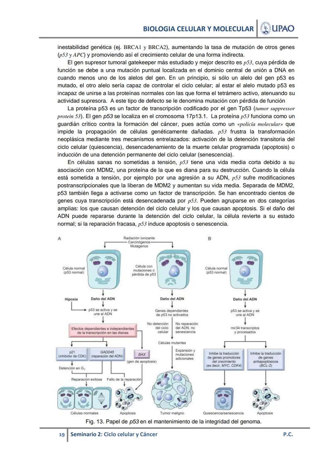 BIOLOGIA CELULAR Y MOLECULAR UPAO
UNIVERSIDAD PRIVADA ANTENOR ORREGO
UPAO DEPARTAMENTO ACADÉMICO DE CIENCIAS
# BIOLOGÍA CELULAR Y MOLECULAR