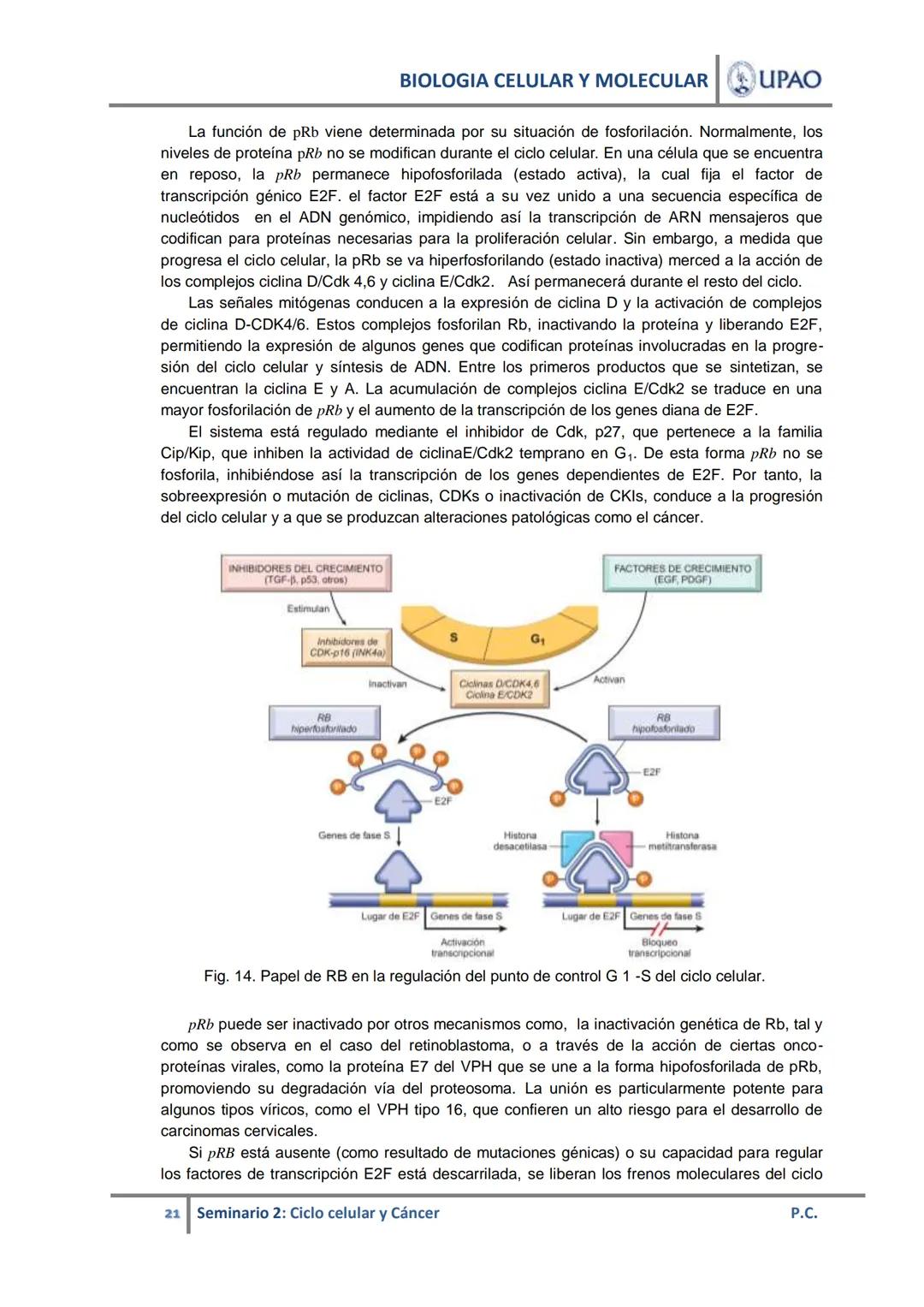 BIOLOGIA CELULAR Y MOLECULAR UPAO
UNIVERSIDAD PRIVADA ANTENOR ORREGO
UPAO DEPARTAMENTO ACADÉMICO DE CIENCIAS
# BIOLOGÍA CELULAR Y MOLECULAR
