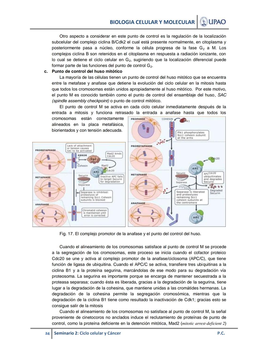 BIOLOGIA CELULAR Y MOLECULAR UPAO
UNIVERSIDAD PRIVADA ANTENOR ORREGO
UPAO DEPARTAMENTO ACADÉMICO DE CIENCIAS
# BIOLOGÍA CELULAR Y MOLECULAR