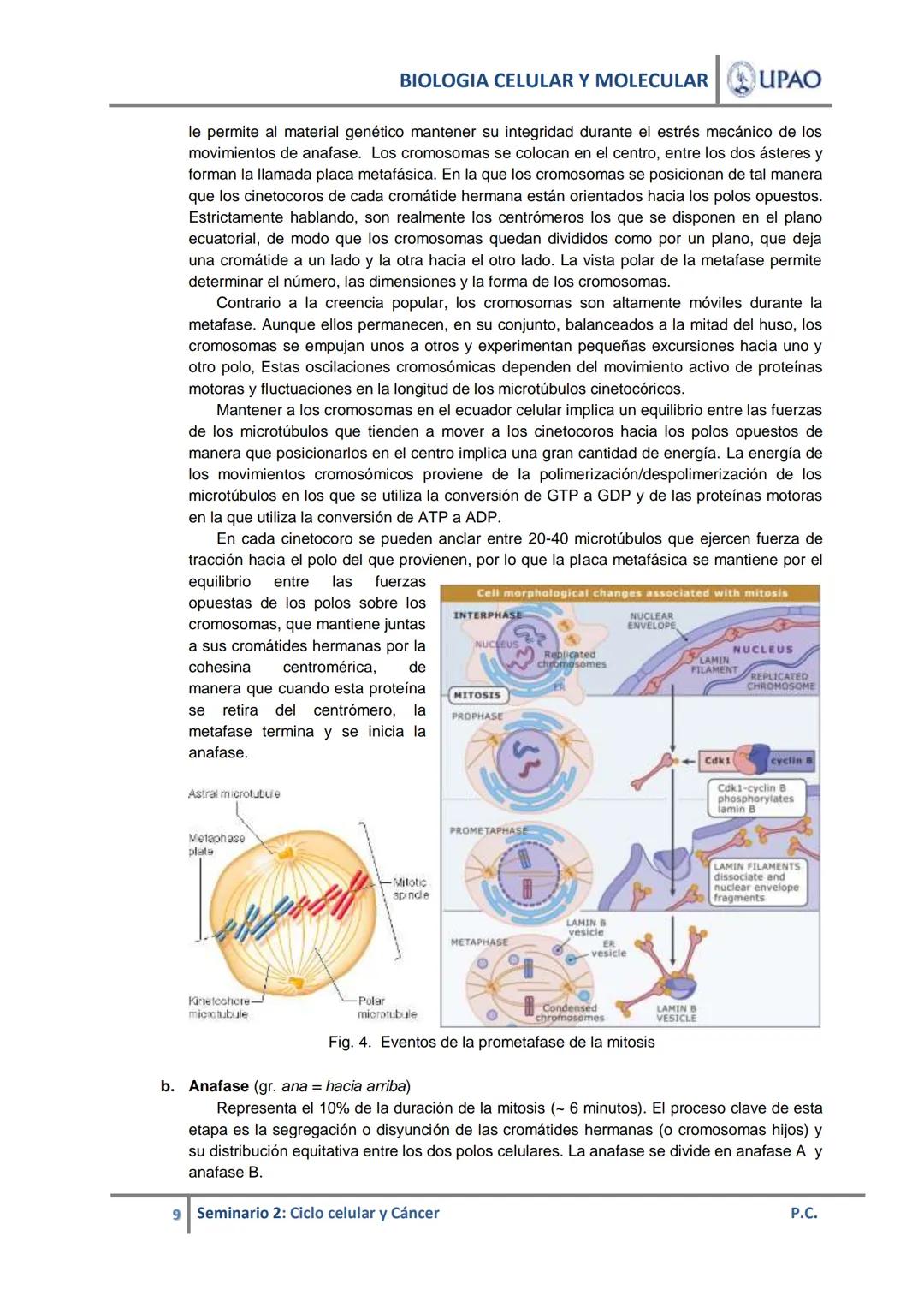 BIOLOGIA CELULAR Y MOLECULAR UPAO
UNIVERSIDAD PRIVADA ANTENOR ORREGO
UPAO DEPARTAMENTO ACADÉMICO DE CIENCIAS
# BIOLOGÍA CELULAR Y MOLECULAR