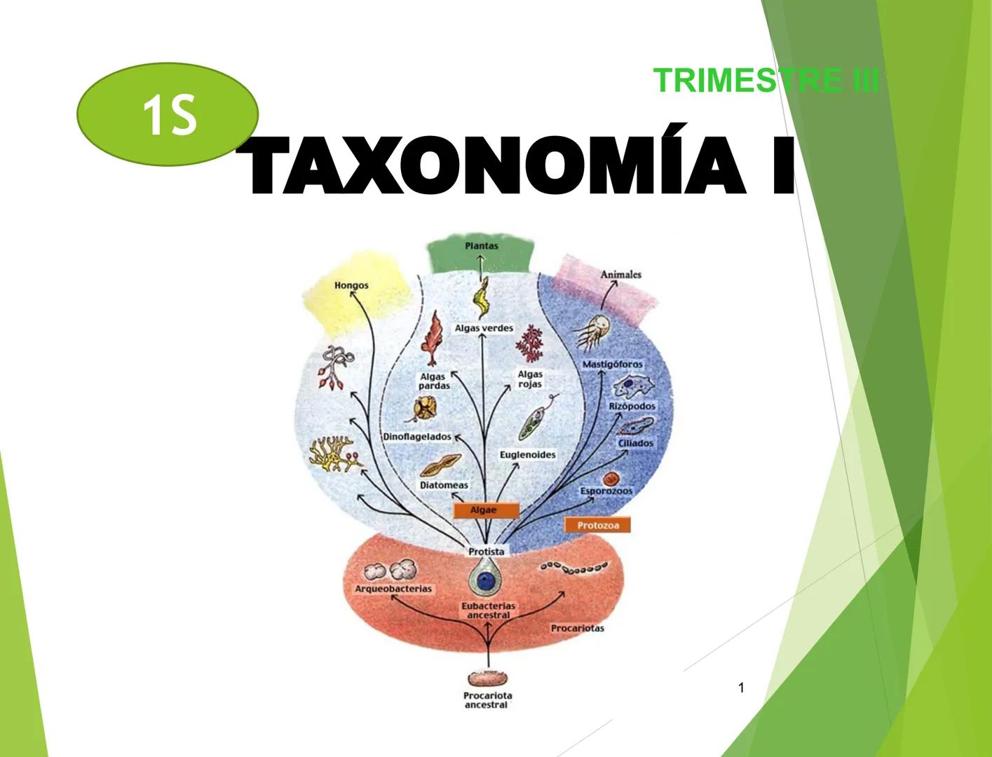 1S
TRIMESTRE III
TAXONOMÍA I
Hongos
Plantas
Algas verdes
Animales
Mastigóforos
Algas
pardas
Algas
rojas
Dinoflagelados
Euglenoides
Rízópodos