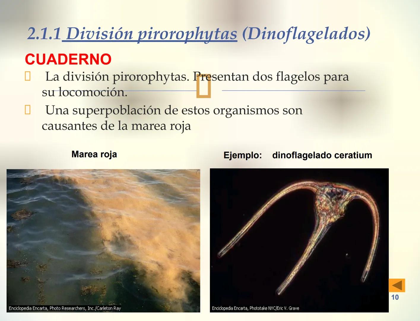 1S
TRIMESTRE III
TAXONOMÍA I
Hongos
Plantas
Algas verdes
Animales
Mastigóforos
Algas
pardas
Algas
rojas
Dinoflagelados
Euglenoides
Rízópodos