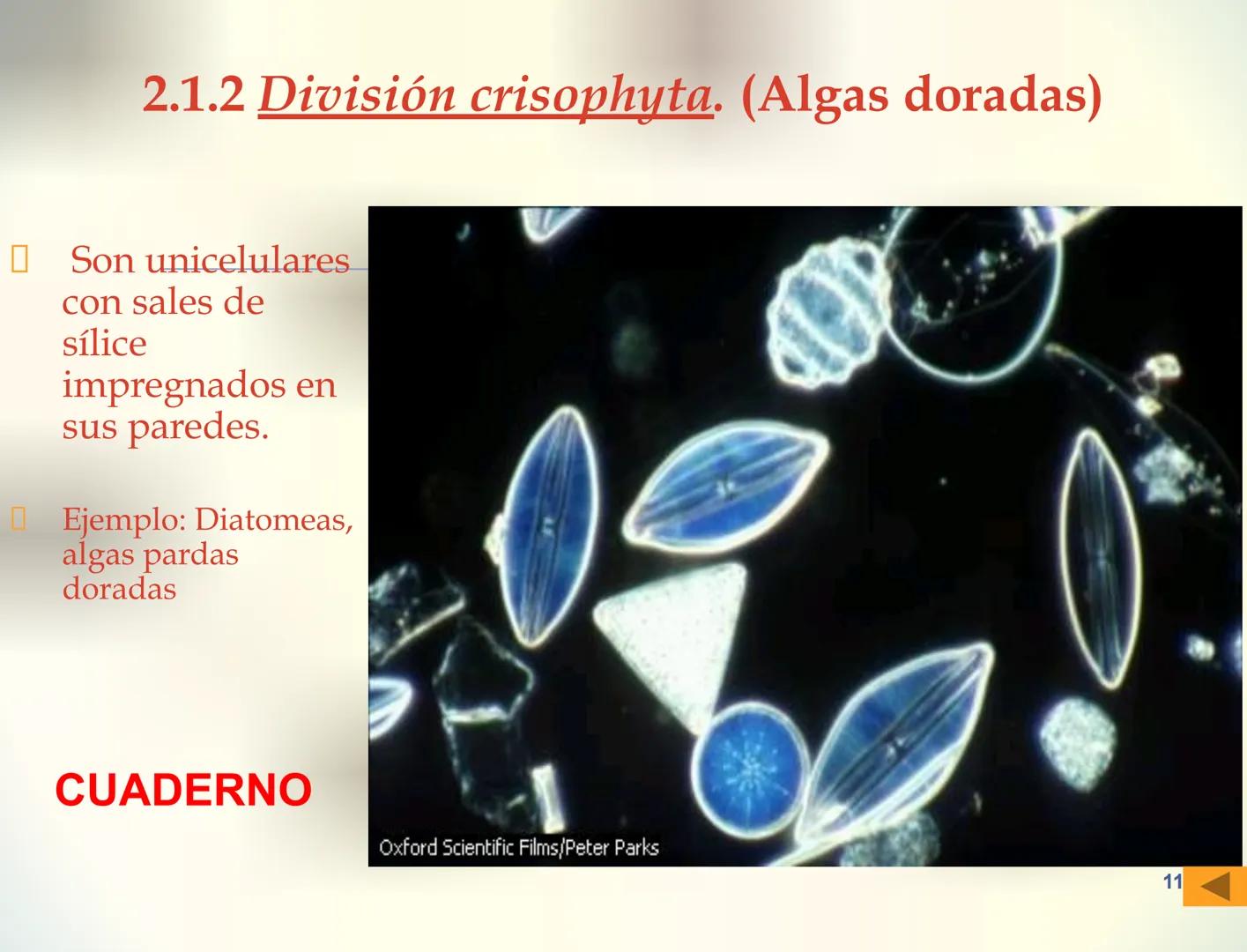 1S
TRIMESTRE III
TAXONOMÍA I
Hongos
Plantas
Algas verdes
Animales
Mastigóforos
Algas
pardas
Algas
rojas
Dinoflagelados
Euglenoides
Rízópodos