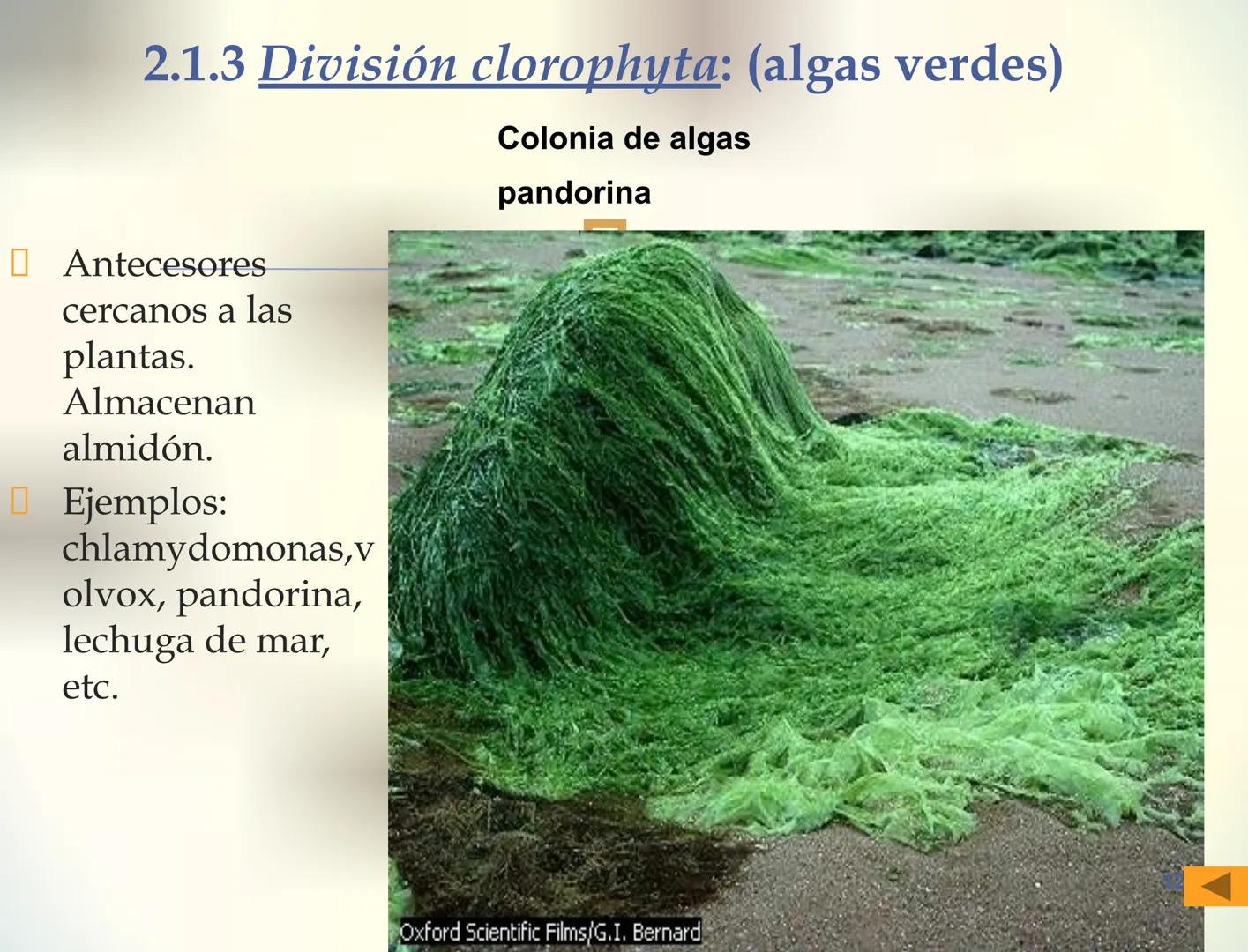 1S
TRIMESTRE III
TAXONOMÍA I
Hongos
Plantas
Algas verdes
Animales
Mastigóforos
Algas
pardas
Algas
rojas
Dinoflagelados
Euglenoides
Rízópodos