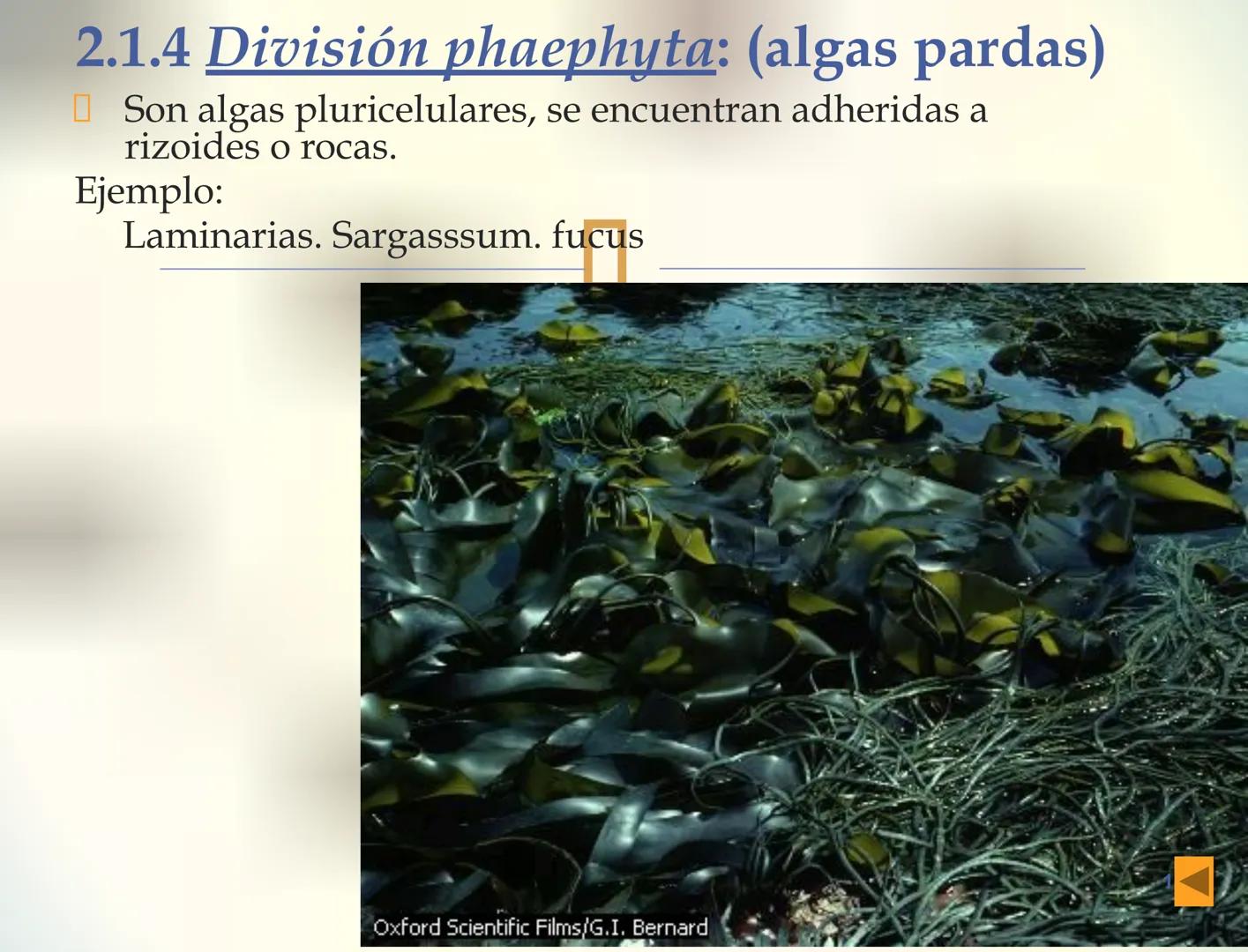 1S
TRIMESTRE III
TAXONOMÍA I
Hongos
Plantas
Algas verdes
Animales
Mastigóforos
Algas
pardas
Algas
rojas
Dinoflagelados
Euglenoides
Rízópodos