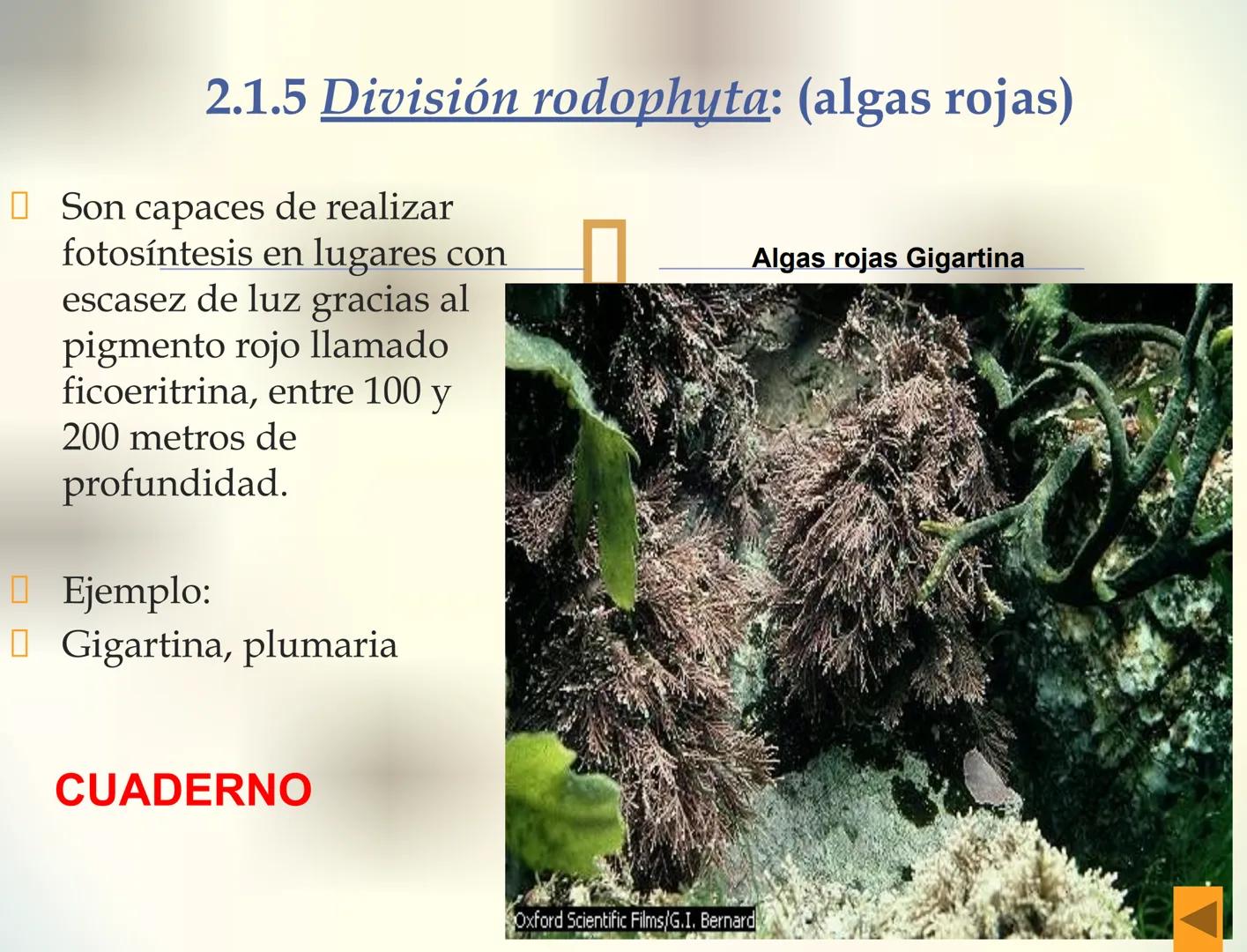 1S
TRIMESTRE III
TAXONOMÍA I
Hongos
Plantas
Algas verdes
Animales
Mastigóforos
Algas
pardas
Algas
rojas
Dinoflagelados
Euglenoides
Rízópodos