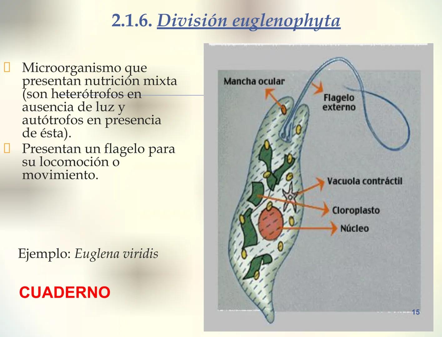 1S
TRIMESTRE III
TAXONOMÍA I
Hongos
Plantas
Algas verdes
Animales
Mastigóforos
Algas
pardas
Algas
rojas
Dinoflagelados
Euglenoides
Rízópodos