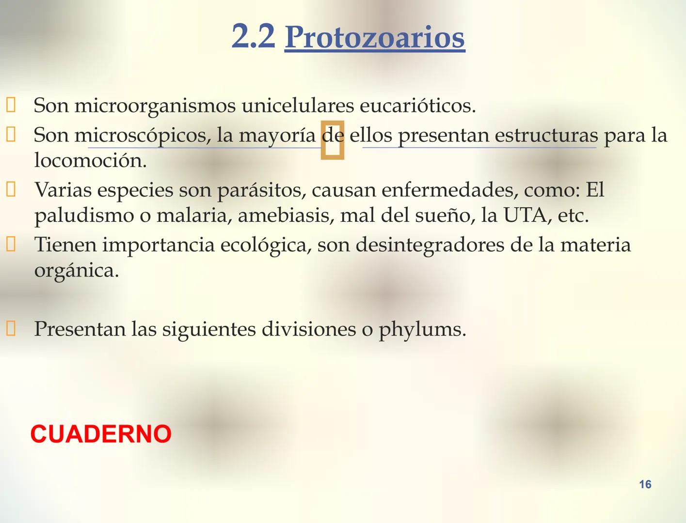 1S
TRIMESTRE III
TAXONOMÍA I
Hongos
Plantas
Algas verdes
Animales
Mastigóforos
Algas
pardas
Algas
rojas
Dinoflagelados
Euglenoides
Rízópodos
